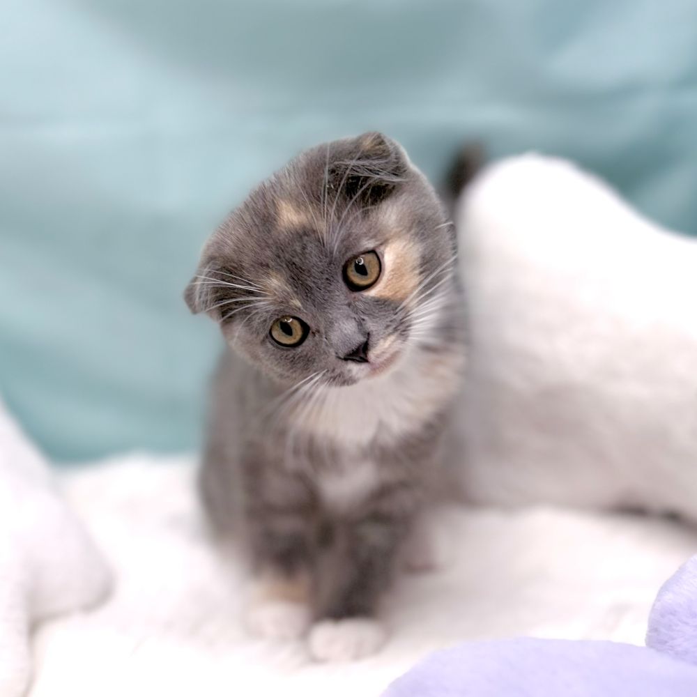 愛知県のスコティッシュフォールド (犬の家＆猫の里愛知刈谷店/2026年1月28日生まれ/女の子/ブルーパッチドタビーホワイト)の子猫の3枚目の画像