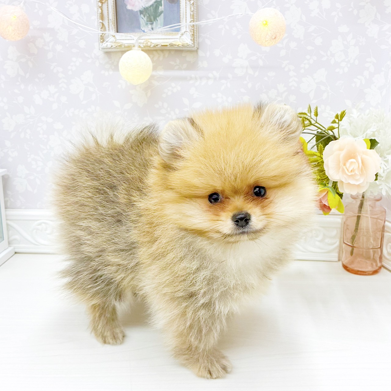 富山県のポメラニアン (犬の家＆猫の里アミーゴ山室店/2026年1月28日生まれ/男の子/オレンジ)の子犬の3枚目の画像