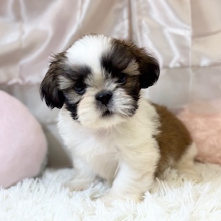 兵庫県のシーズー (犬の家＆猫の里カナート西神戸店/2026年1月26日生まれ/男の子/ホワイトゴールド)の子犬の3枚目の画像