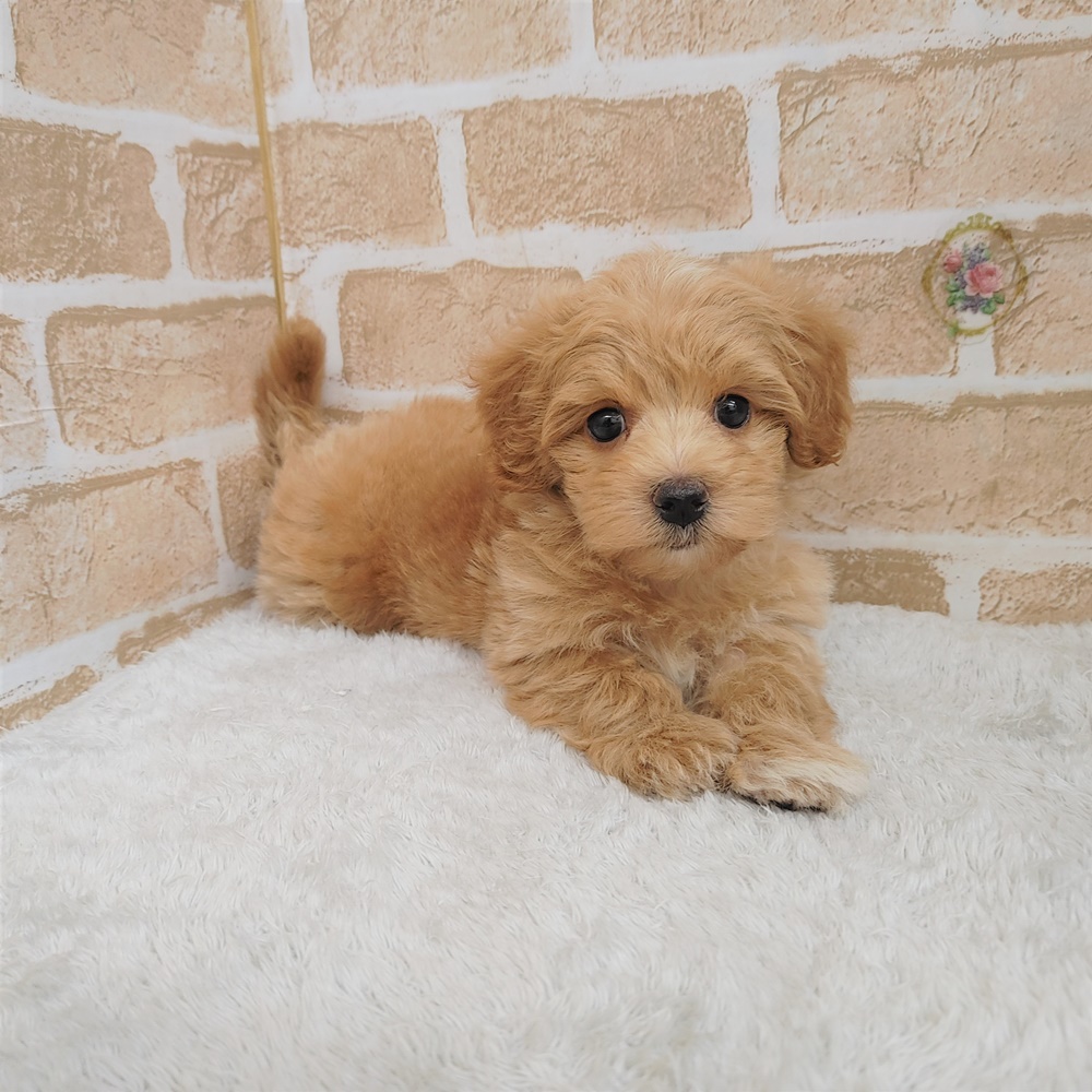 ハーフ犬の画像3