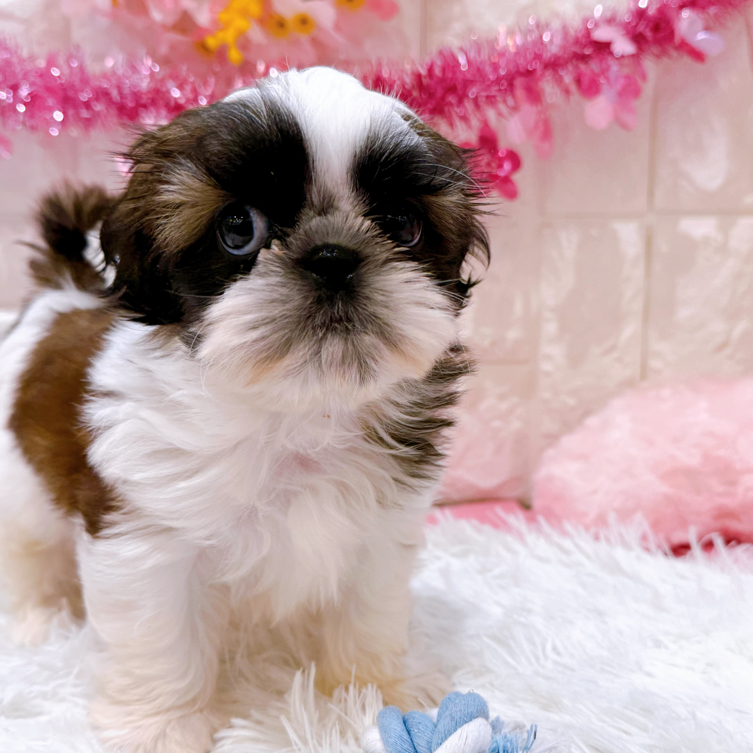 岡山県のシーズー (犬の家＆猫の里倉敷店/2026年1月26日生まれ/男の子/ゴールドホワイト)の子犬の3枚目の画像