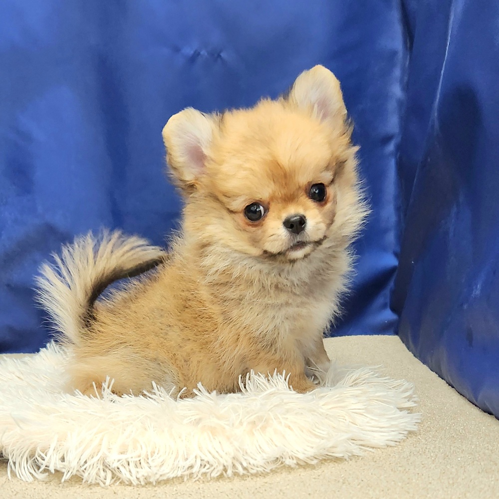 岐阜県のポメチワ/チワポメ/ポメチー(ポメラニアン×チワワ) (犬の家＆猫の里中津川店/2026年1月26日生まれ/女の子/オレンジ)の子犬の3枚目の画像