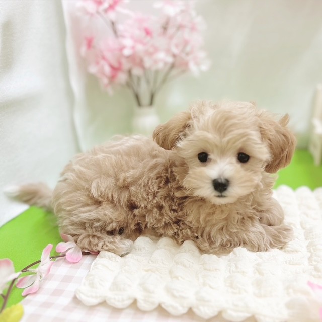 静岡県のマルプー(マルチーズ×プードル) (犬の家＆猫の里藤枝店/2026年1月26日生まれ/男の子/アプリコット)の子犬の3枚目の画像