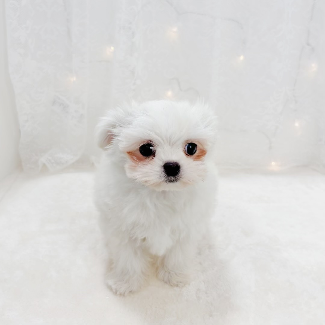 千葉県のチワマル/マルチワ(チワワ×マルチーズ) (犬の家＆猫の里BIGHOPガーデンモール印西店/2026年1月27日生まれ/男の子/クリーム)の子犬の3枚目の画像