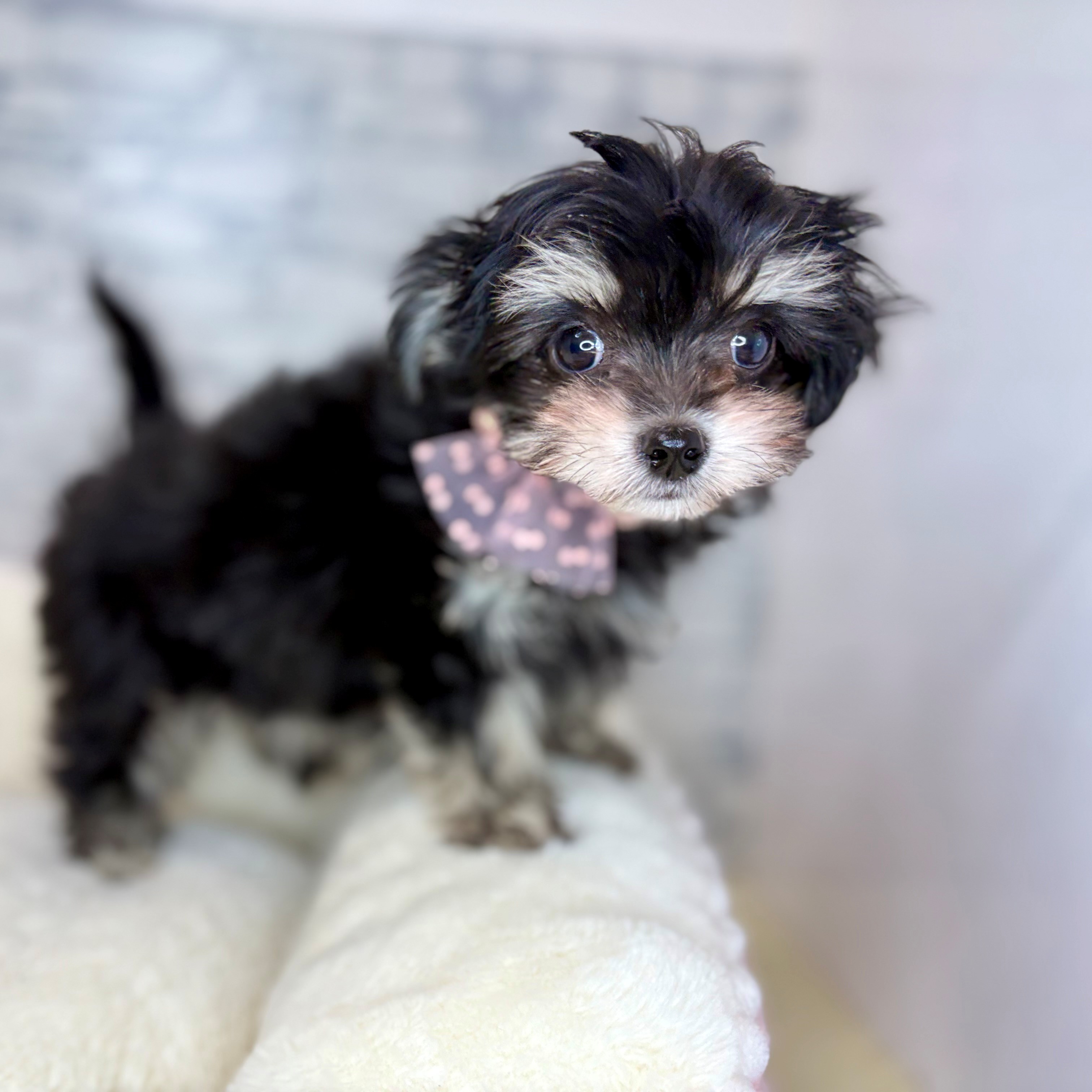 長野県のチワマル/マルチワ(チワワ×マルチーズ) (犬の家＆猫の里長野店/2026年1月27日生まれ/男の子/ブラッククリーム)の子犬の3枚目の画像