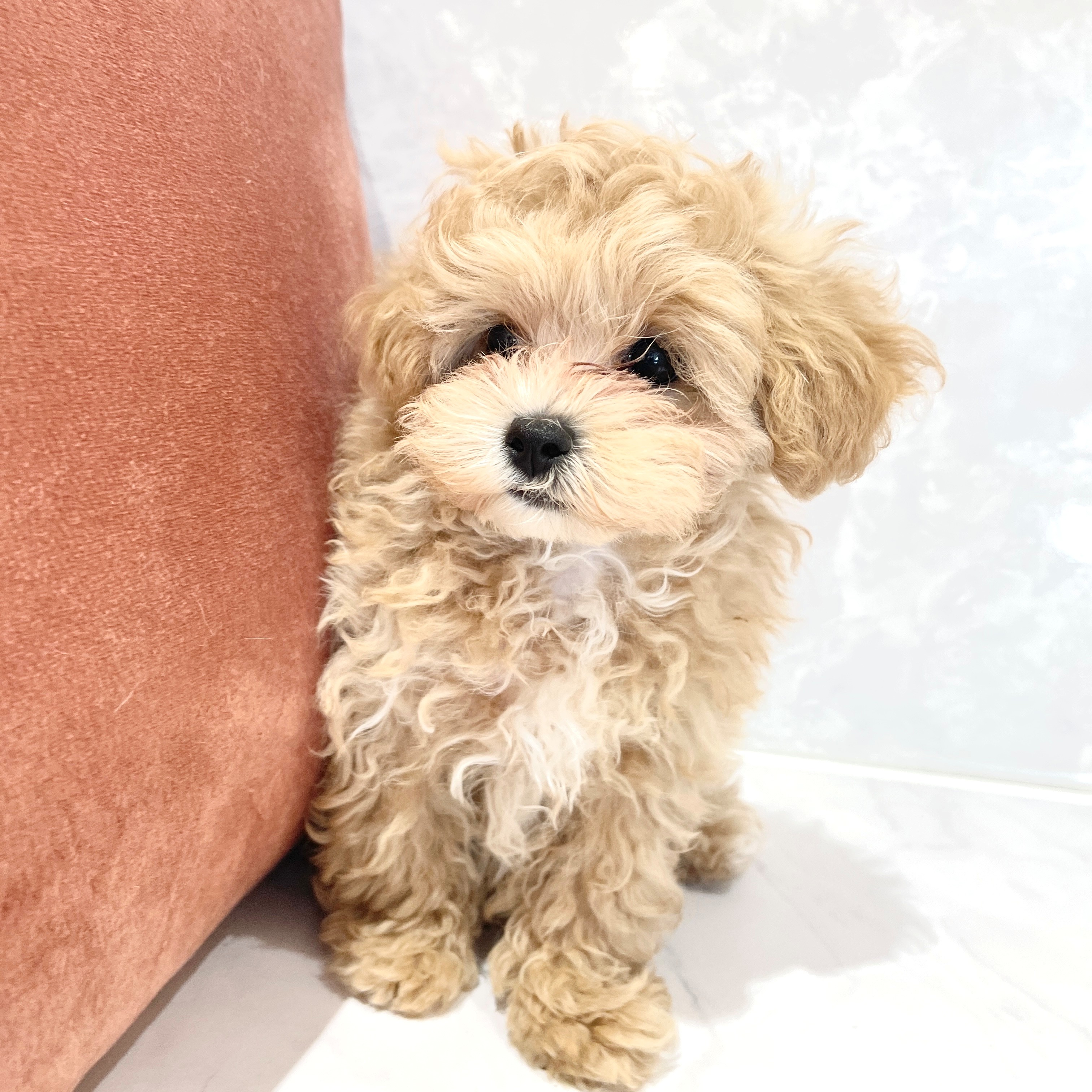 福岡県のマルプー(マルチーズ×プードル) (犬の家＆猫の里くりえいと宗像店/2026年1月31日生まれ/男の子/アプリコットホワイト)の子犬の3枚目の画像