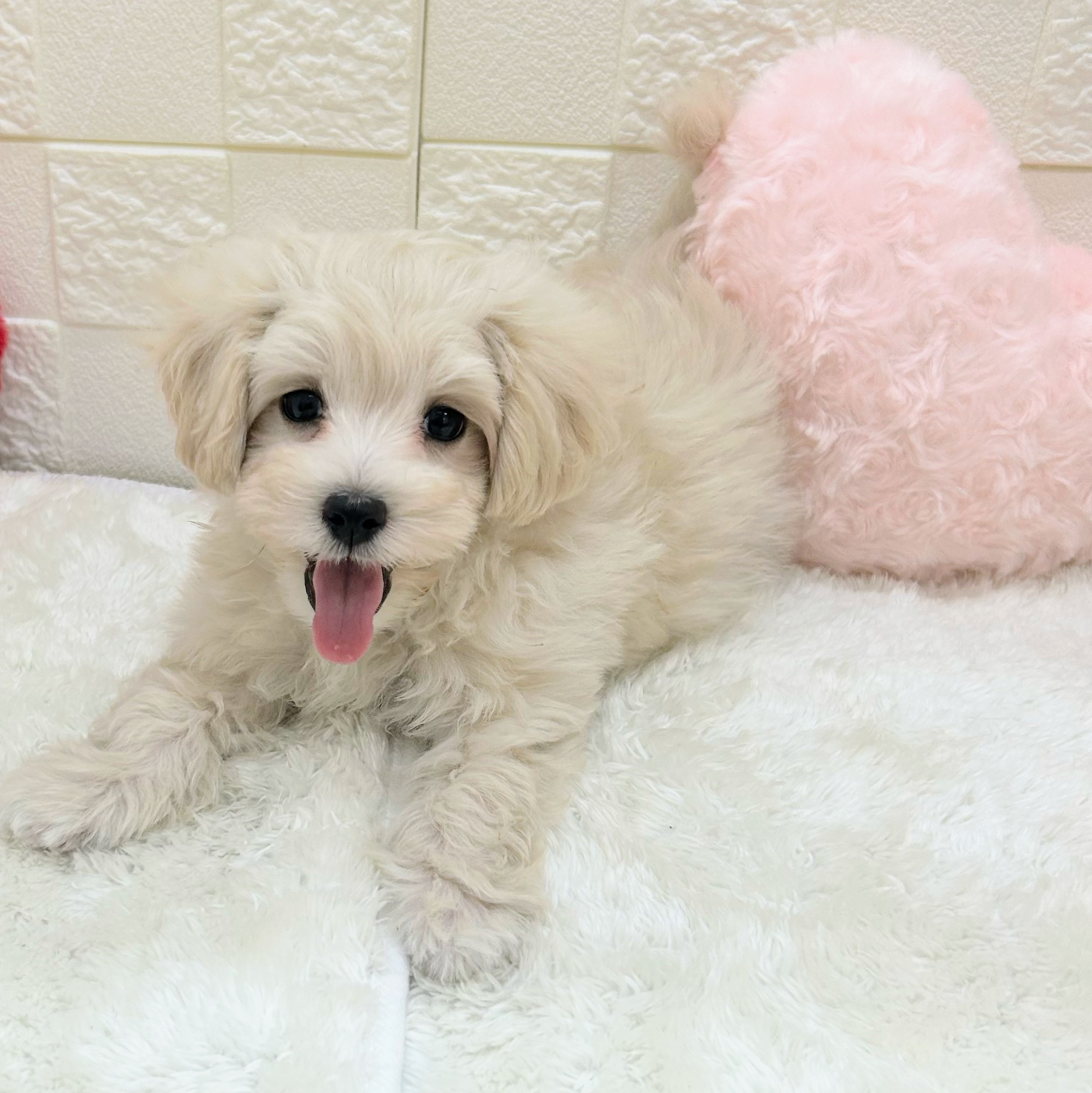 愛知県のマルプー(マルチーズ×プードル) (犬の家＆猫の里アミーゴ神の倉店/2026年1月31日生まれ/男の子/クリームホワイト)の子犬の3枚目の画像