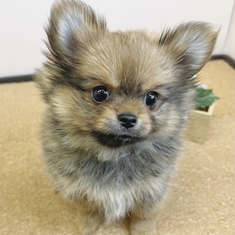 静岡県のポメチワ/チワポメ/ポメチー(ポメラニアン×チワワ) (犬の家＆猫の里マークイズ静岡店/2026年1月29日生まれ/女の子/オレンジセーブル)の子犬の3枚目の画像