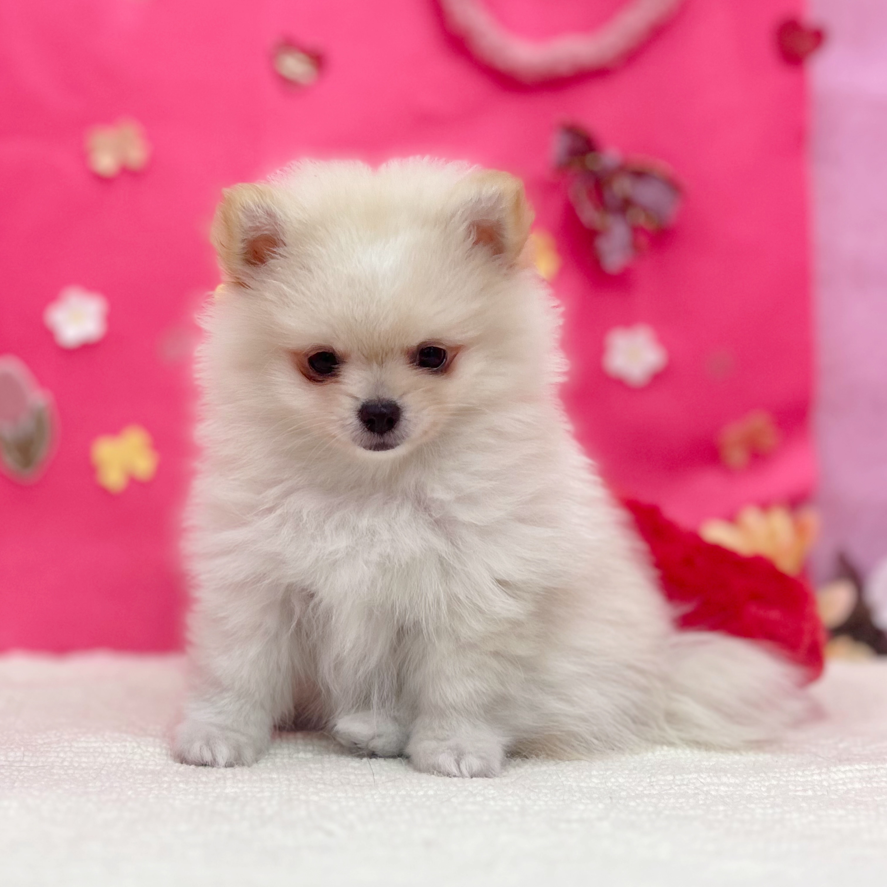 岐阜県のポメチワ/チワポメ/ポメチー(ポメラニアン×チワワ) (犬の家＆猫の里岐南店/2026年1月31日生まれ/男の子/クリームホワイト)の子犬の3枚目の画像