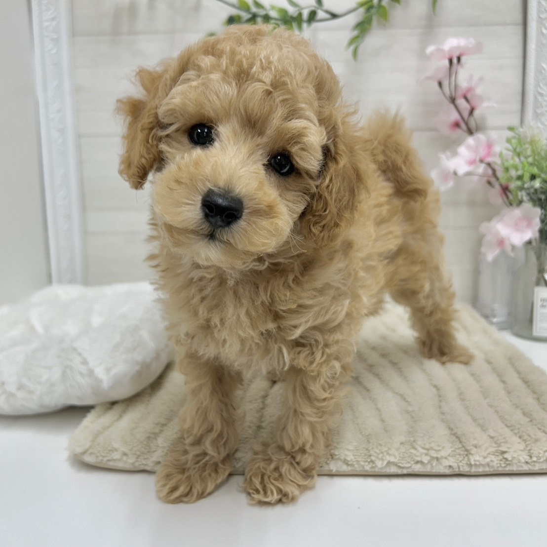 神奈川県のトイプードル(トイ) (犬の家＆猫の里相模原店/2026年2月1日生まれ/男の子/オレンジフォーン)の子犬の3枚目の画像