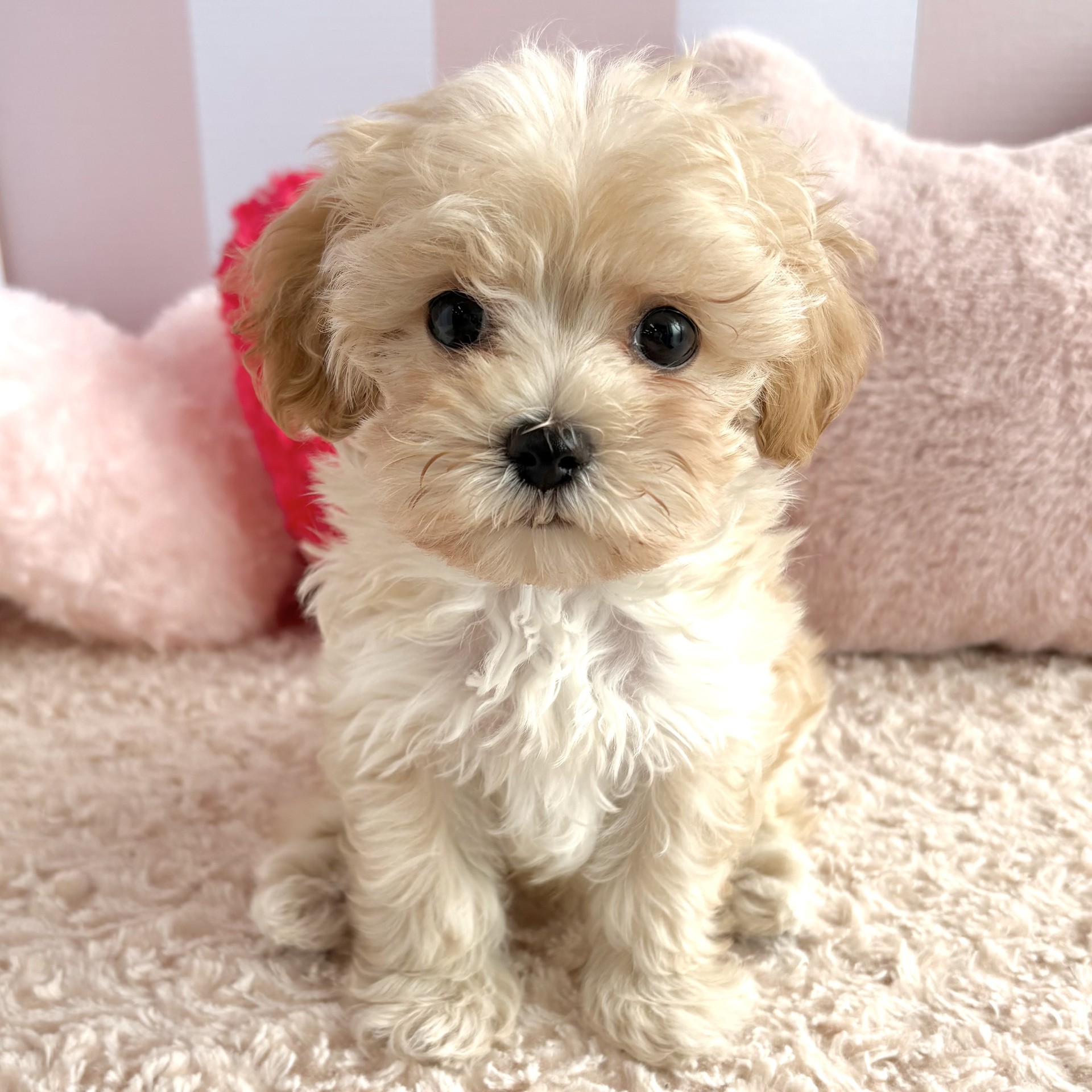 岡山県のマルプー(マルチーズ×プードル) (犬の家＆猫の里倉敷中庄店/2026年1月30日生まれ/男の子/クリーム)の子犬の3枚目の画像