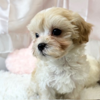 兵庫県のマルプー(マルチーズ×プードル) (犬の家＆猫の里カナート西神戸店/2026年1月30日生まれ/女の子/クリーム)の子犬の3枚目の画像