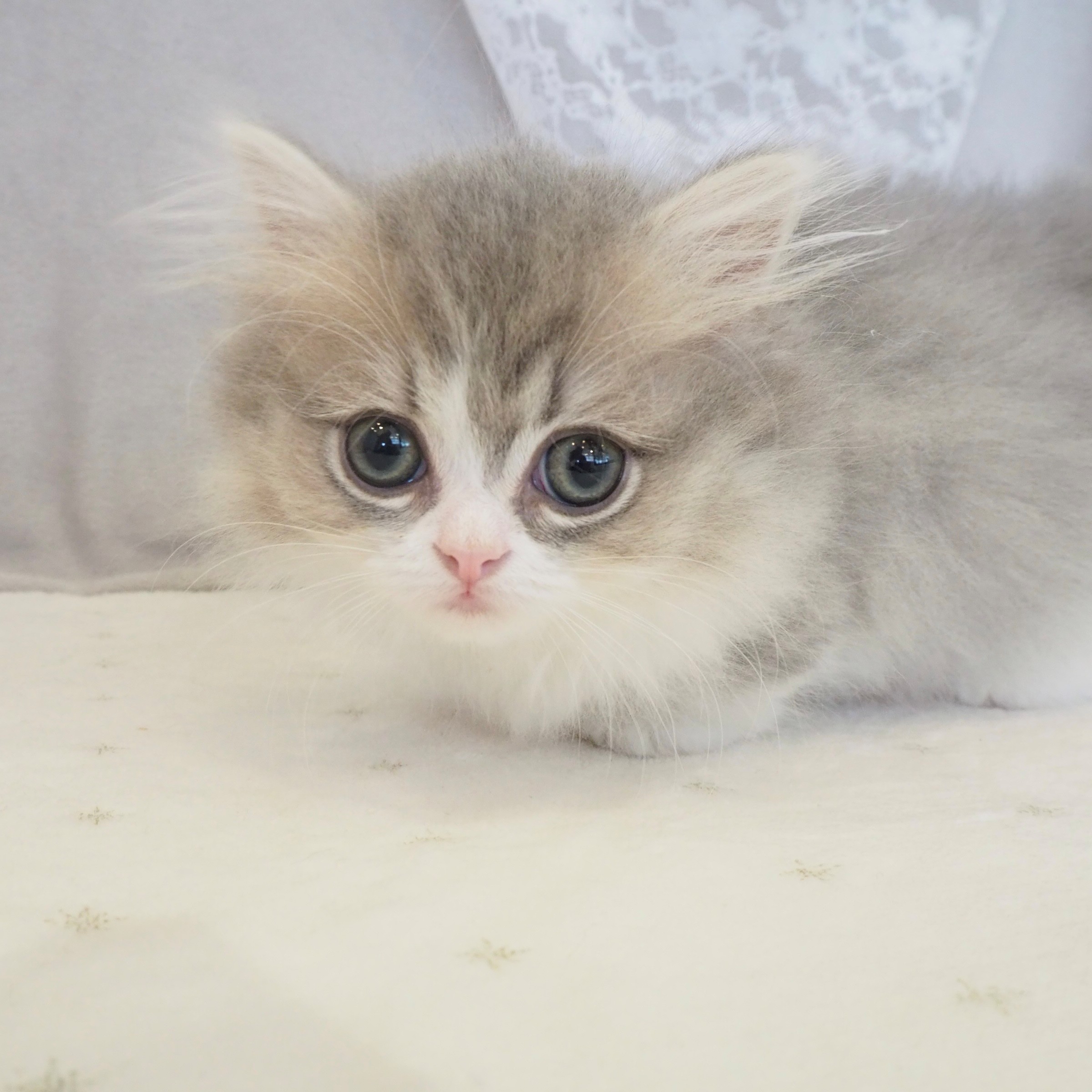 大阪府のミヌエット (犬の家＆猫の里もりのみやキューズモールBASE店/2026年1月25日生まれ/女の子/ブルータビーホワイト)の子猫の3枚目の画像