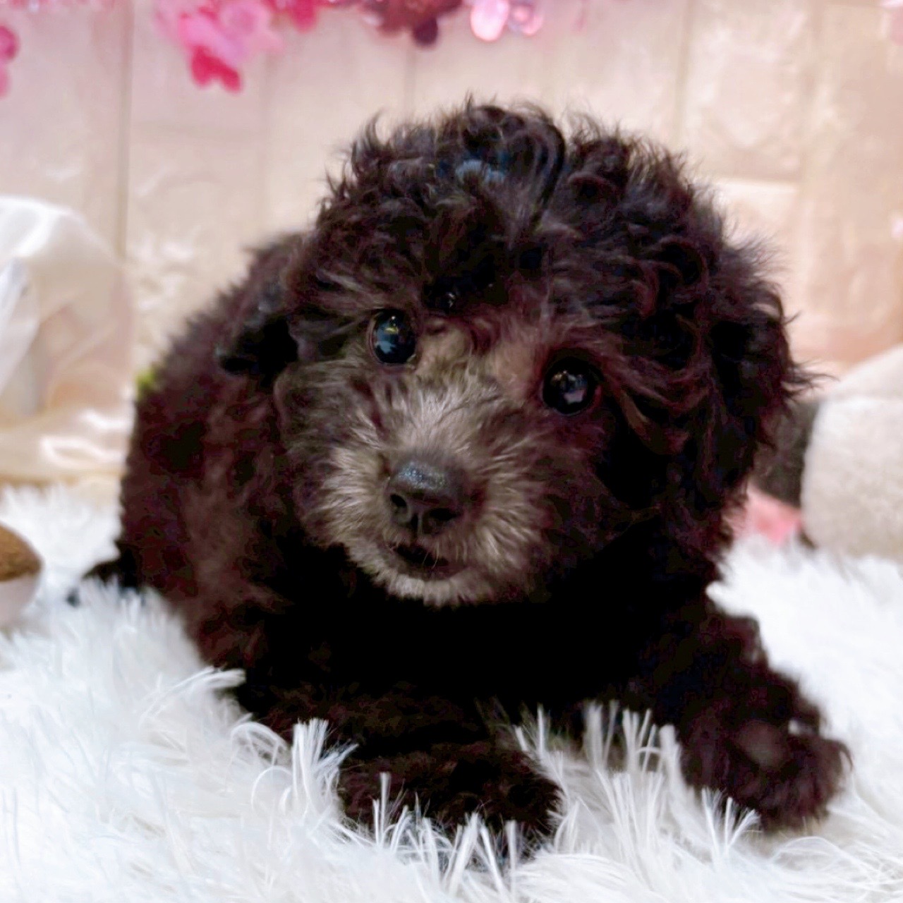 岡山県のトイプードル(トイ) (犬の家＆猫の里倉敷店/2026年2月1日生まれ/女の子/グレー)の子犬の3枚目の画像