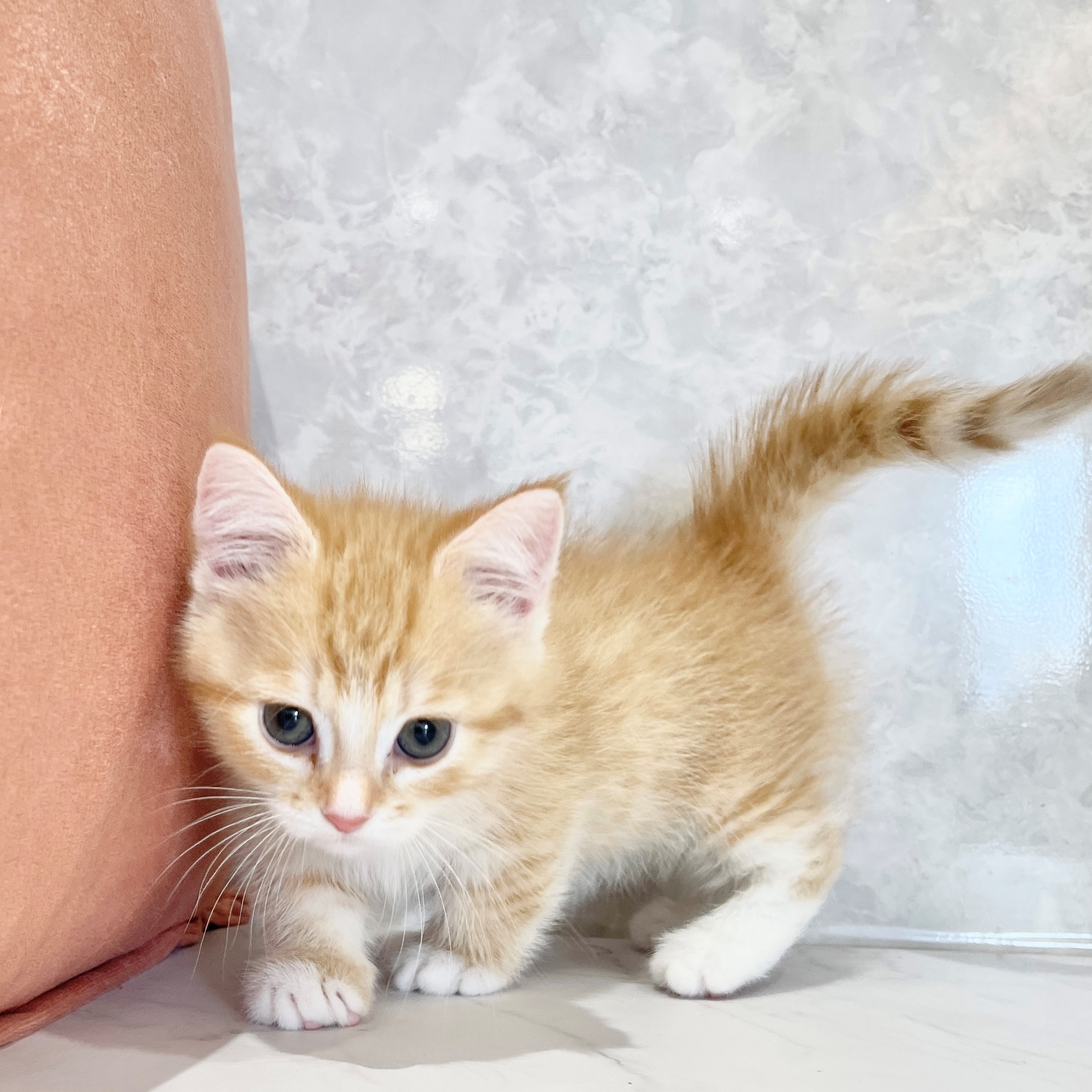 福岡県のミヌエット (犬の家＆猫の里くりえいと宗像店/2026年2月1日生まれ/女の子/レッドタビーホワイト)の子猫の3枚目の画像