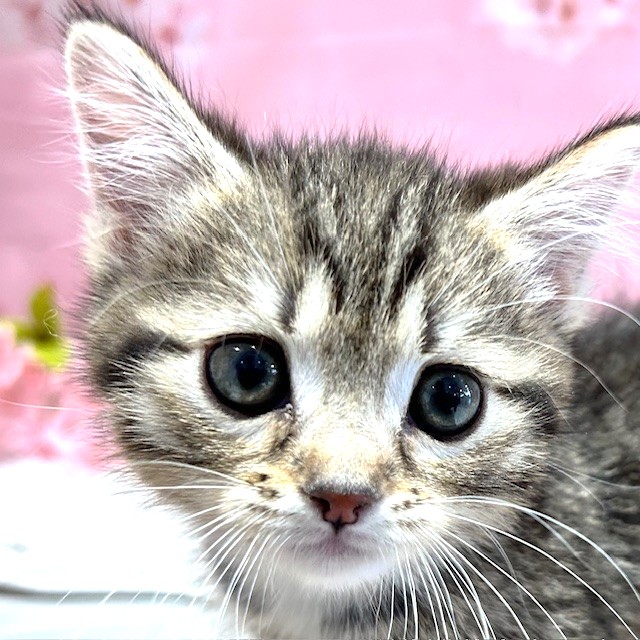 福岡県のミヌエット (犬の家＆猫の里トリアス久山店/2026年2月1日生まれ/男の子/ブラウンタビーホワイト)の子猫の1枚目の画像