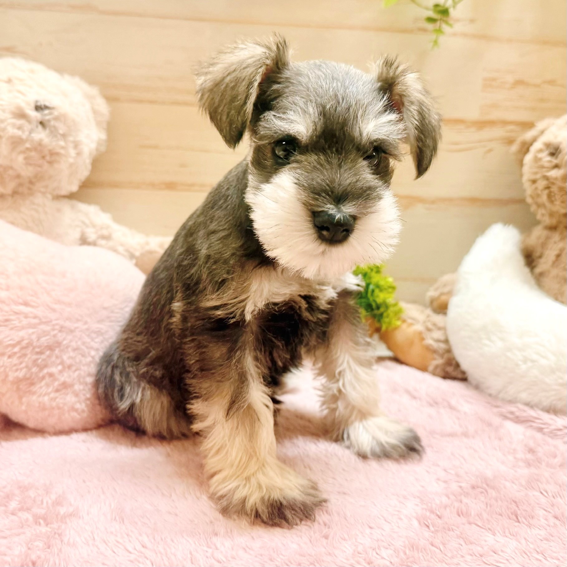 兵庫県のミニチュアシュナウザー (犬の家＆猫の里神戸店/2026年1月31日生まれ/男の子/ソルトペッパー)の子犬の3枚目の画像