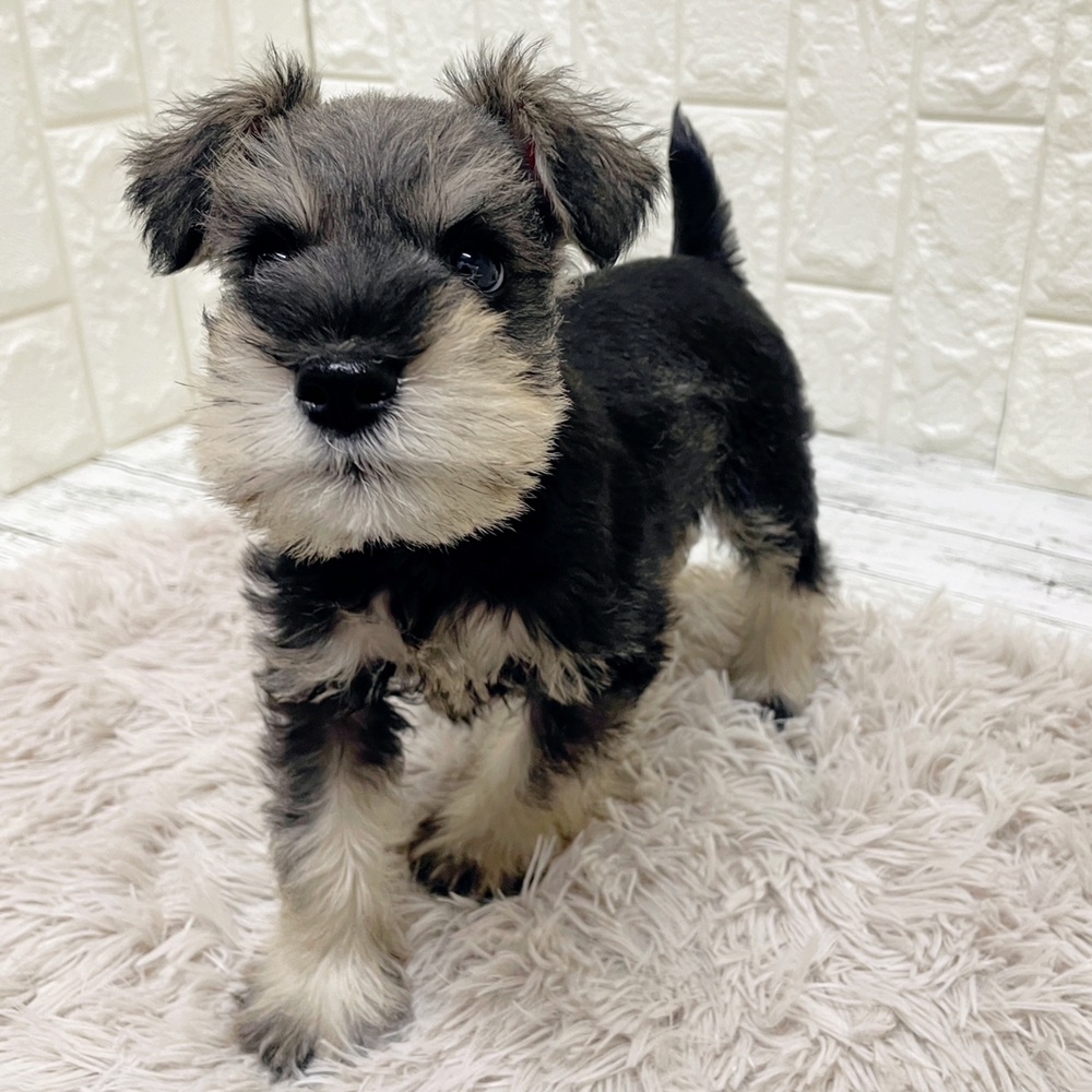 岡山県のミニチュアシュナウザー (犬の家＆猫の里岡山店/2026年1月31日生まれ/男の子/ソルトペッパー)の子犬の3枚目の画像