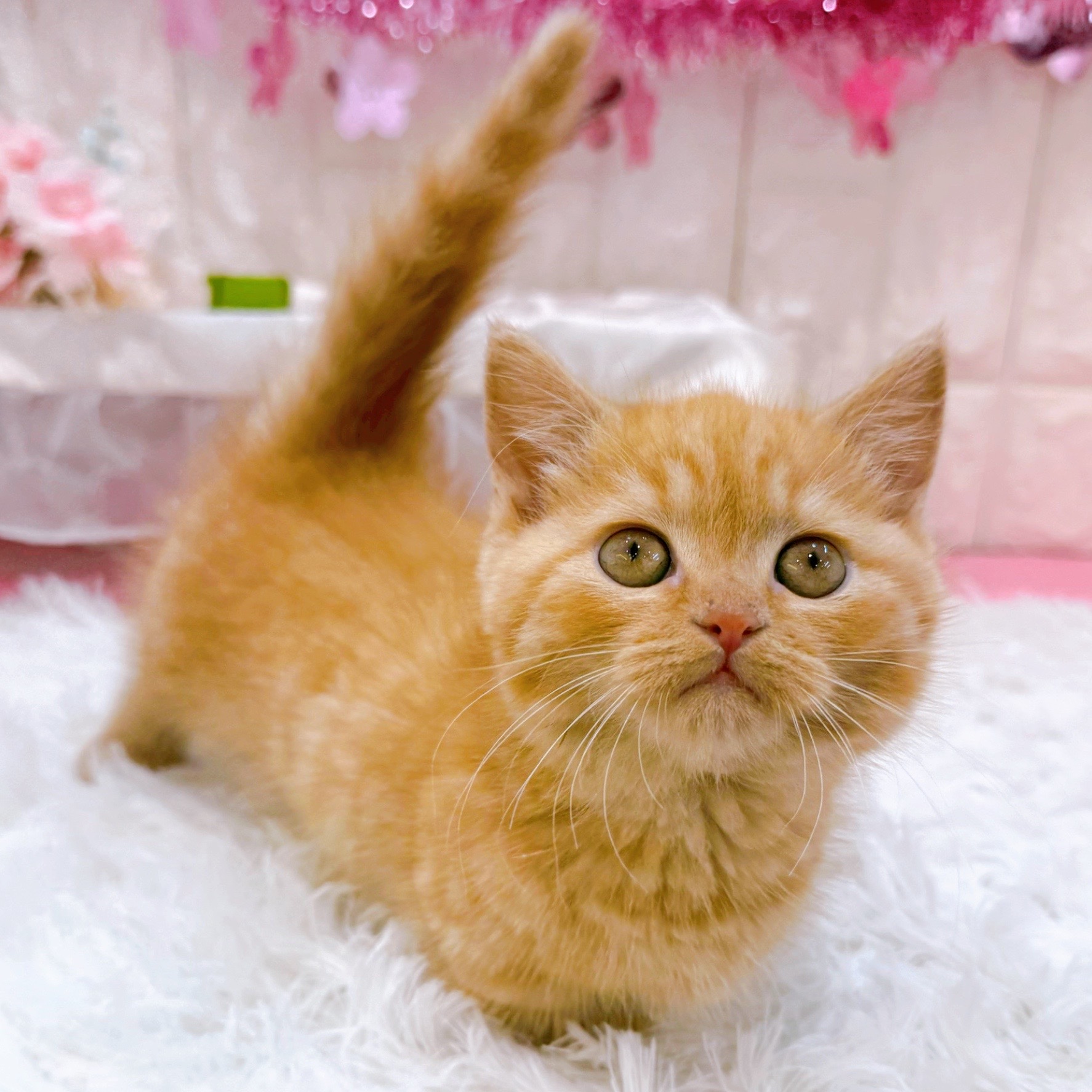 岡山県のミヌエット (犬の家＆猫の里倉敷店/2026年1月27日生まれ/男の子/レッドタビー)の子猫の3枚目の画像