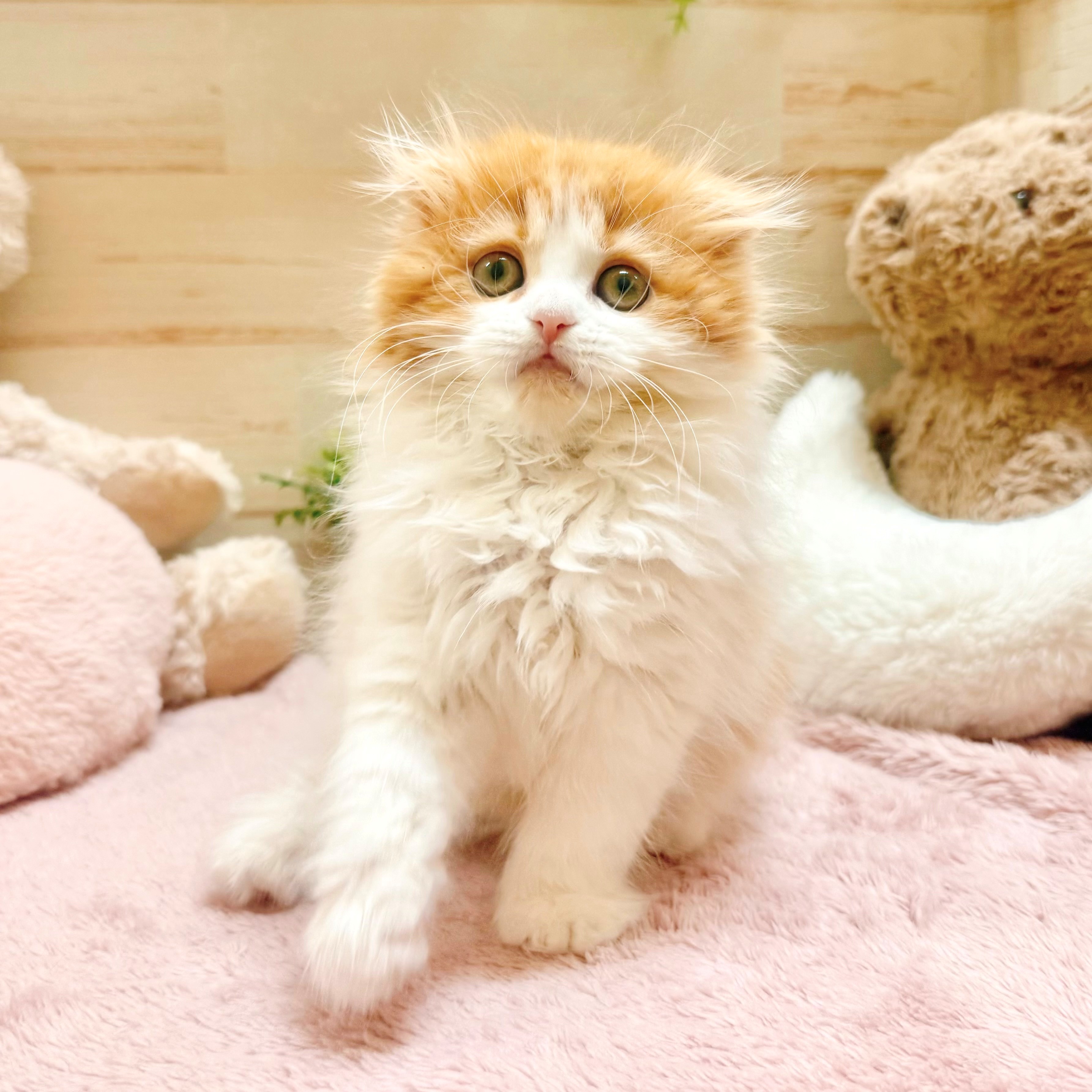 兵庫県のスコティッシュフォールド (犬の家＆猫の里神戸店/2026年1月27日生まれ/男の子/レッドタビーホワイト)の子猫の3枚目の画像