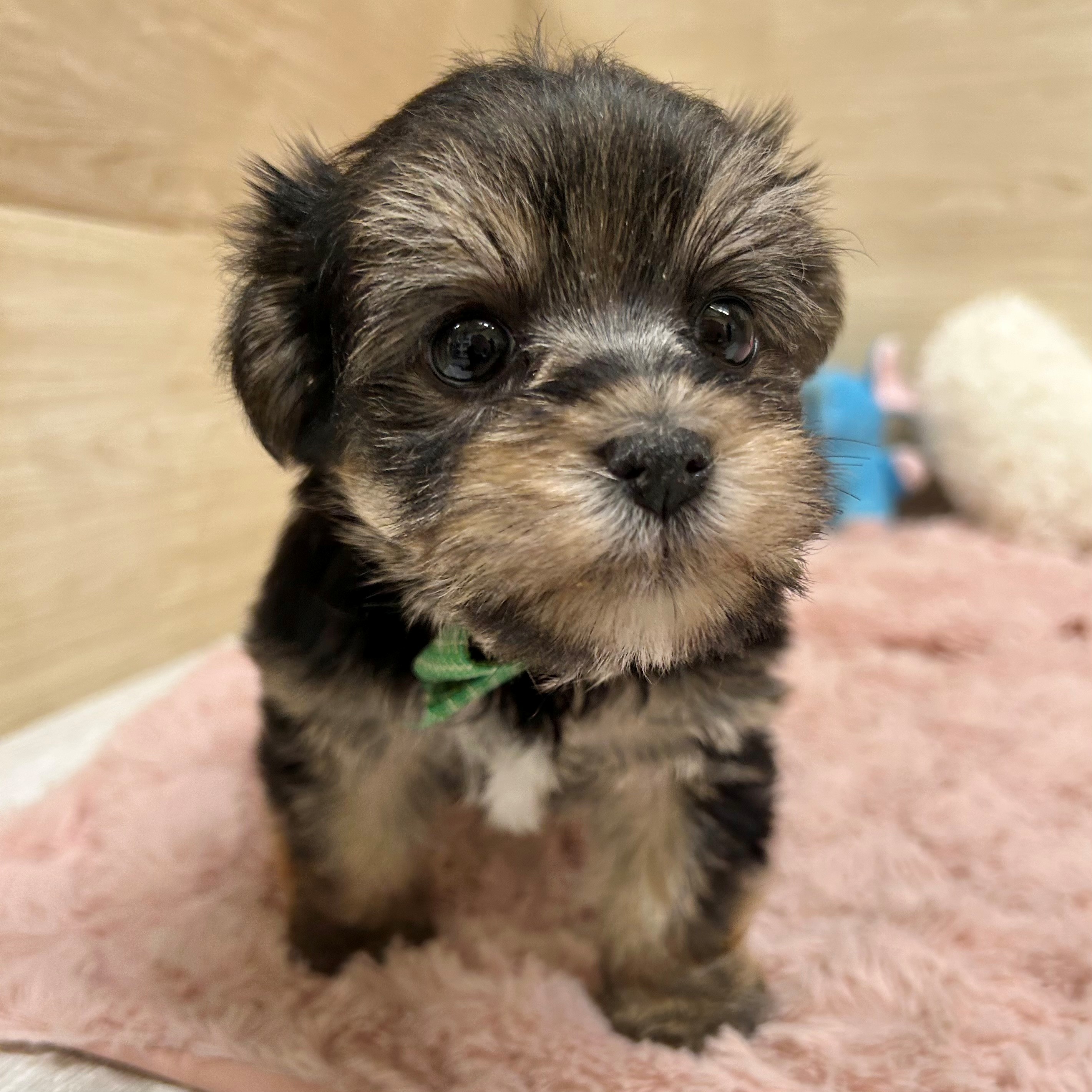 大阪府のマルキー/マルヨーキー(マルチーズ×ヨークシャーテリア) (犬の家＆猫の里そよら東岸和田店/2026年1月30日生まれ/男の子/ブラックタン)の子犬の3枚目の画像