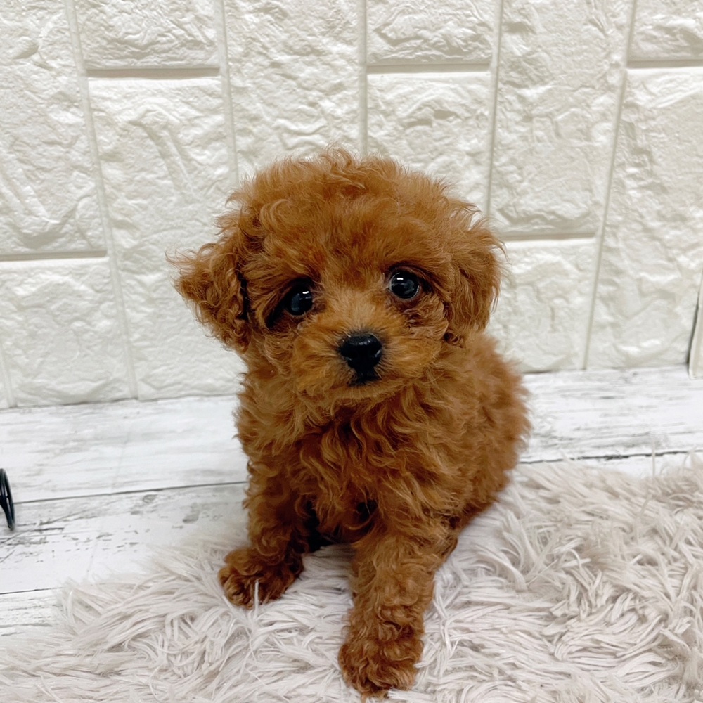 岡山県のトイプードル(トイ) (犬の家＆猫の里岡山店/2026年1月31日生まれ/女の子/レッドフォーン)の子犬の3枚目の画像