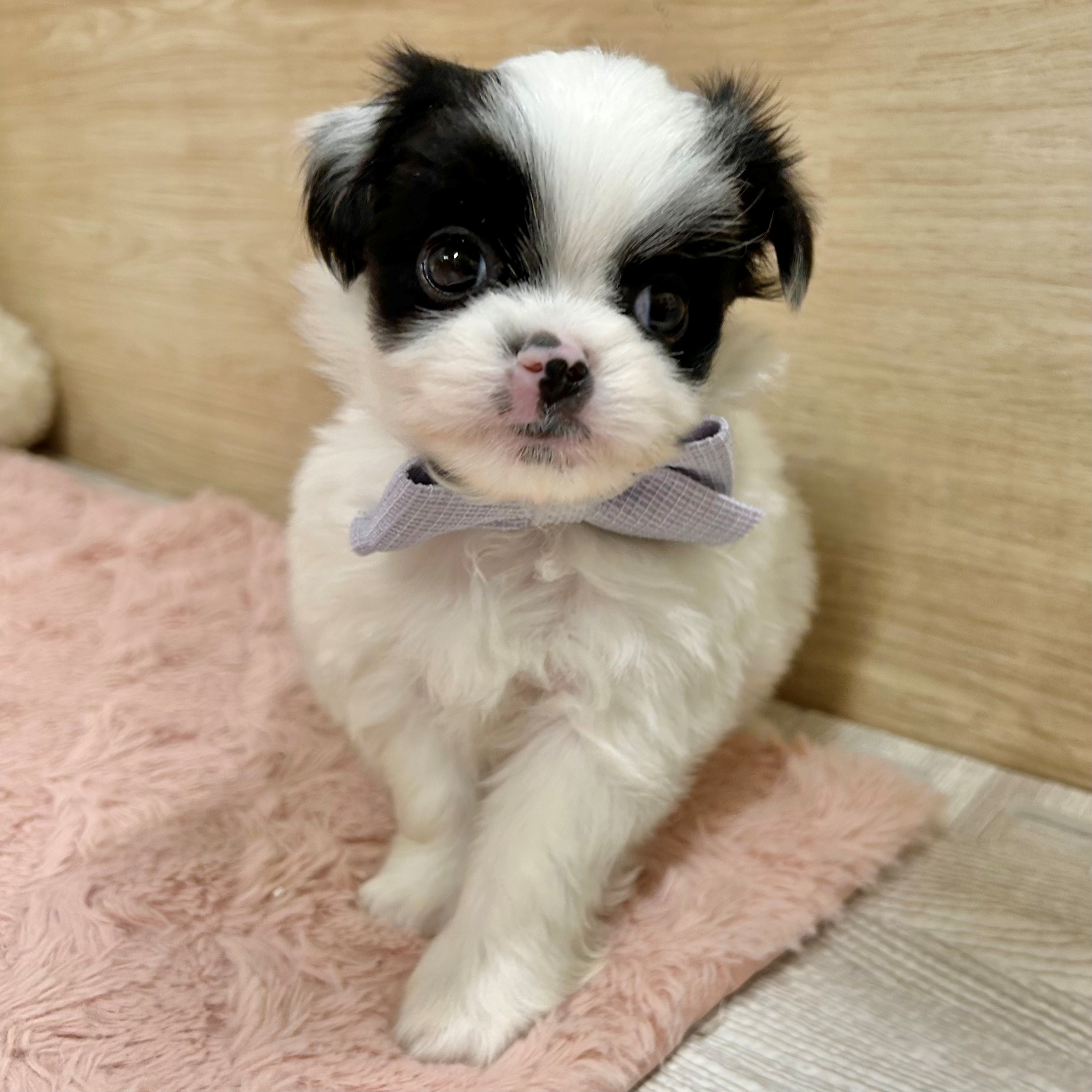 大阪府のハーフ犬・ミックス犬 (犬の家＆猫の里そよら東岸和田店/2026年1月31日生まれ/男の子/パーティーカラー)の子犬の3枚目の画像