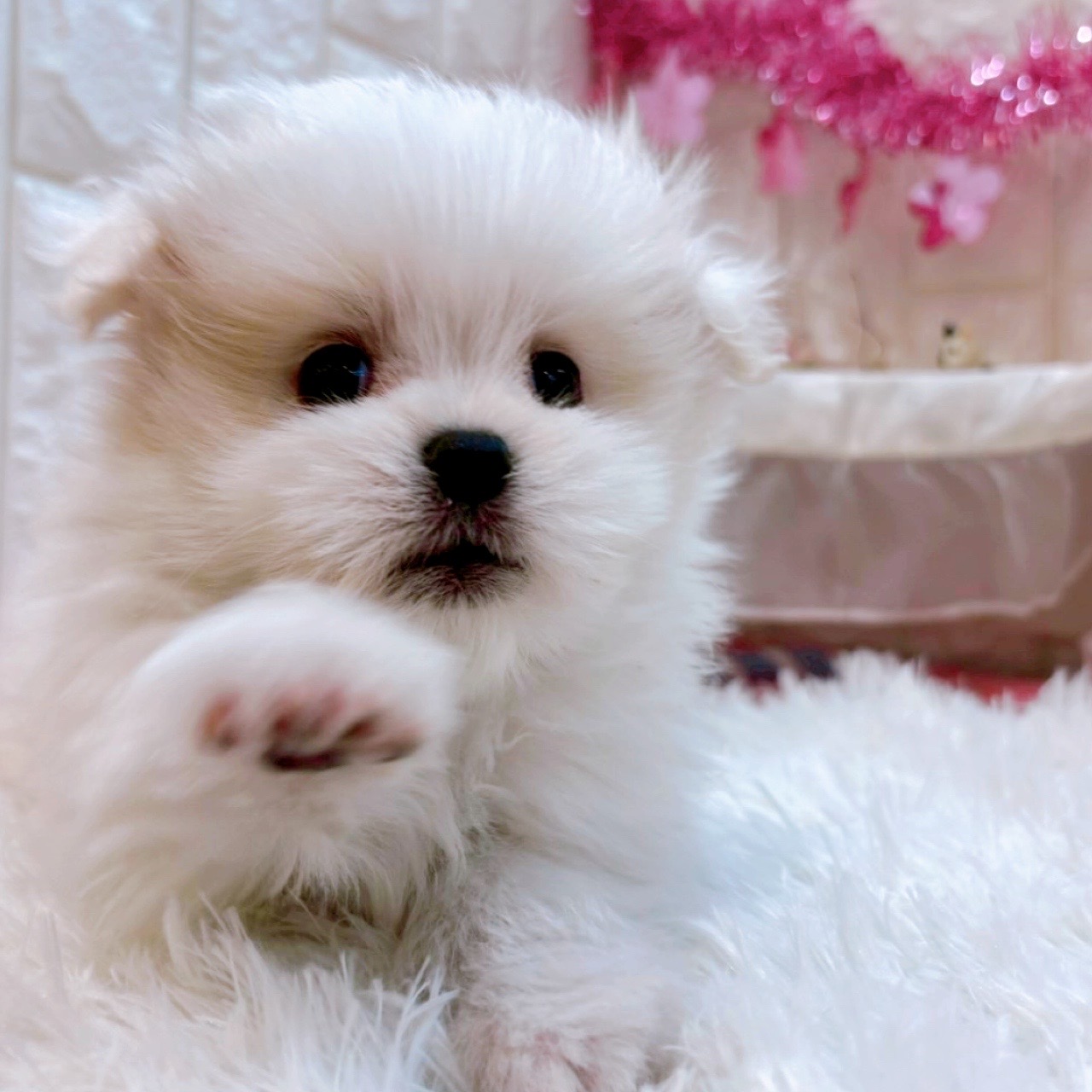 岡山県のポメマル/マルポメ(ポメラニアン×マルチーズ) (犬の家＆猫の里倉敷店/2026年2月1日生まれ/男の子/ホワイト)の子犬の3枚目の画像