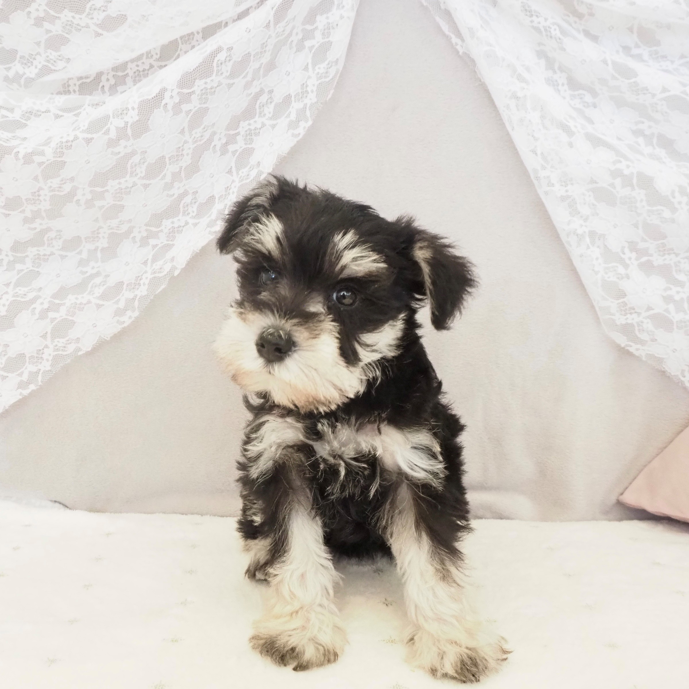 大阪府のミニチュアシュナウザー (犬の家＆猫の里もりのみやキューズモールBASE店/2026年2月1日生まれ/女の子/ブラックシルバー)の子犬の3枚目の画像