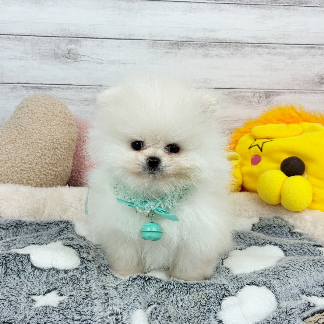 兵庫県のポメラニアン (犬の家＆猫の里川西店/2026年1月31日生まれ/男の子/クリーム)の子犬の3枚目の画像