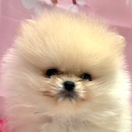 福岡県のポメラニアン (犬の家＆猫の里トリアス久山店/2026年1月31日生まれ/男の子/クリーム)の子犬の1枚目の画像