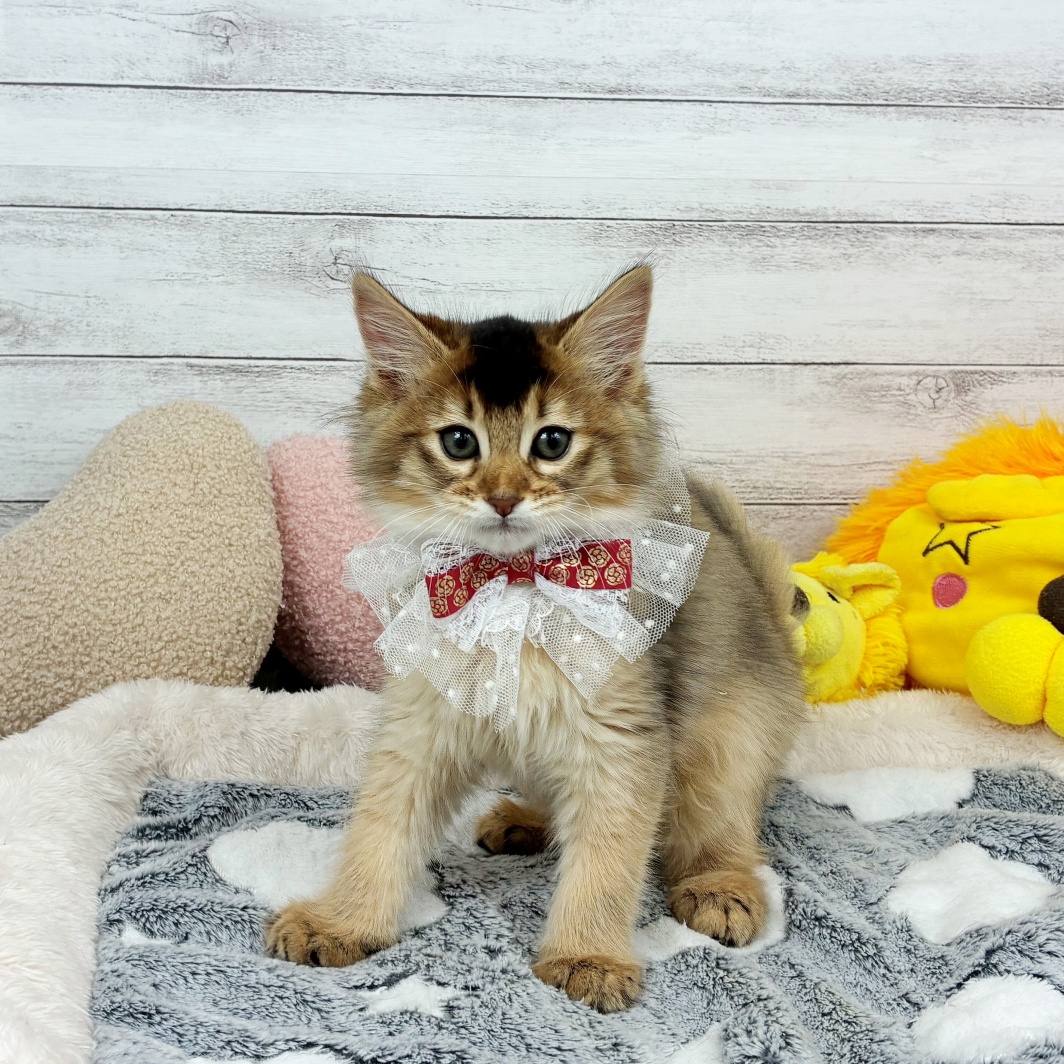 兵庫県のソマリ (犬の家＆猫の里川西店/2026年1月27日生まれ/女の子/ルディ)の子猫の3枚目の画像