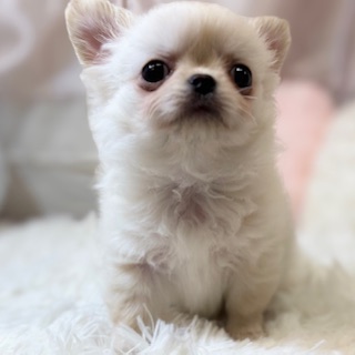 兵庫県のチワワ(ロング) (犬の家＆猫の里カナート西神戸店/2026年1月30日生まれ/男の子/ホワイト)の子犬の3枚目の画像