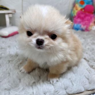 兵庫県のチワワ(ロング) (犬の家＆猫の里ゆめタウン姫路店/2026年1月30日生まれ/男の子/クリーム)の子犬の3枚目の画像