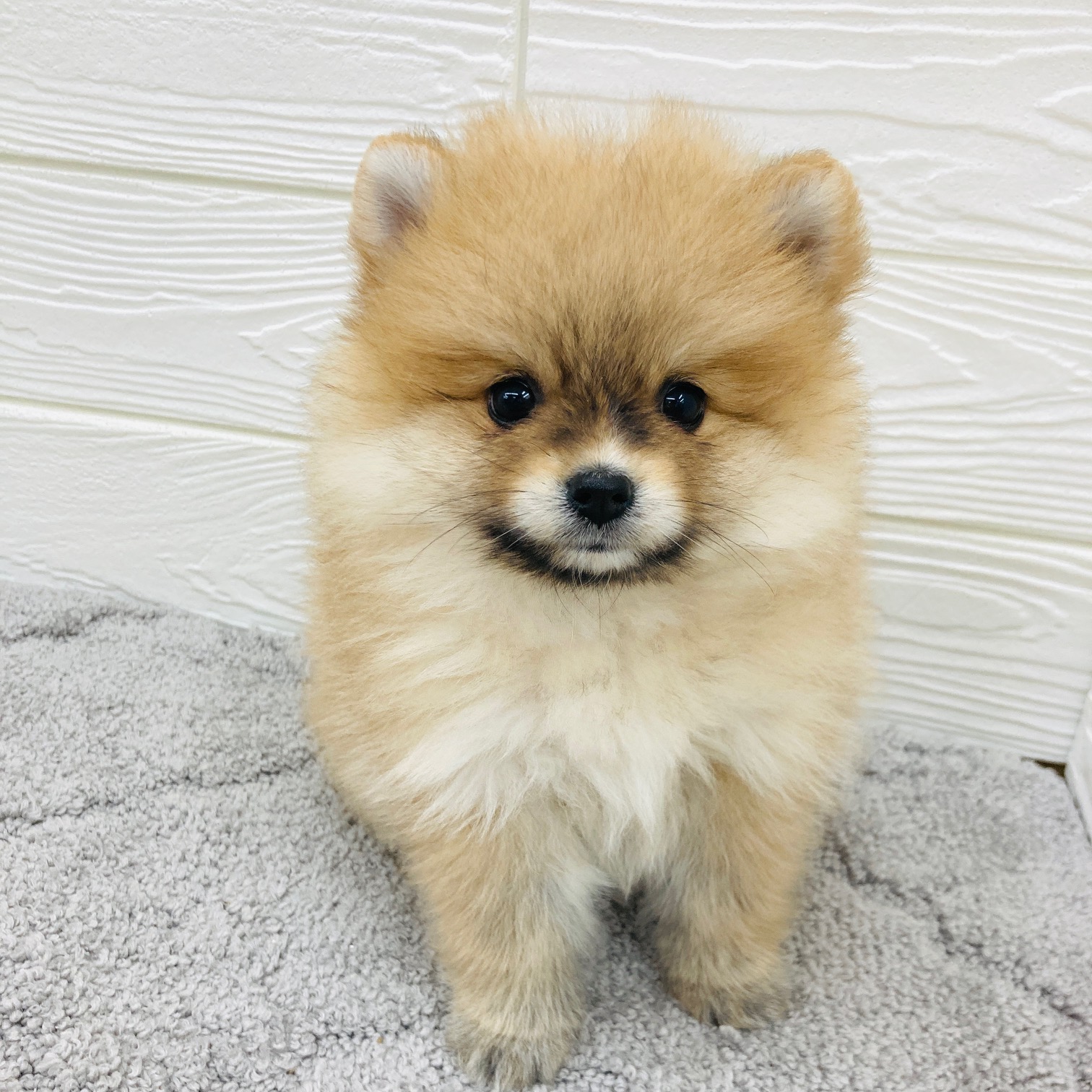 愛知県のポメラニアン (犬の家＆猫の里七宝店/2026年1月31日生まれ/女の子/オレンジ)の子犬の3枚目の画像