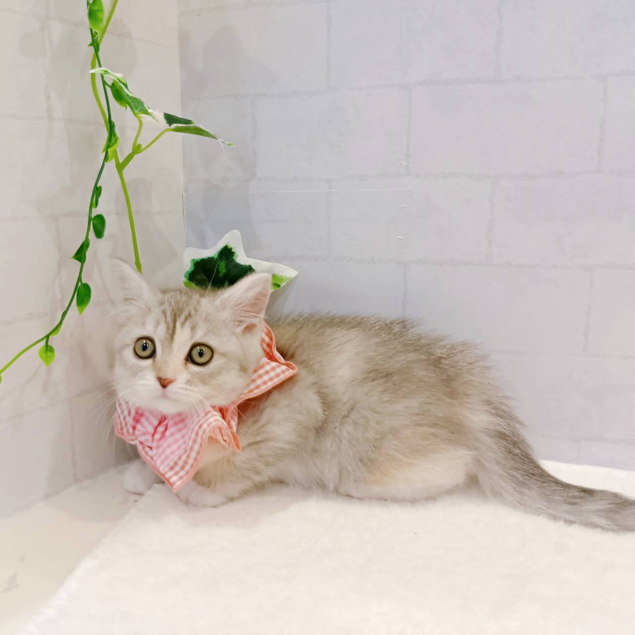 石川県のミヌエット (犬の家＆猫の里金沢店/2026年2月1日生まれ/女の子/シルバーパッチドタビー)の子猫の3枚目の画像