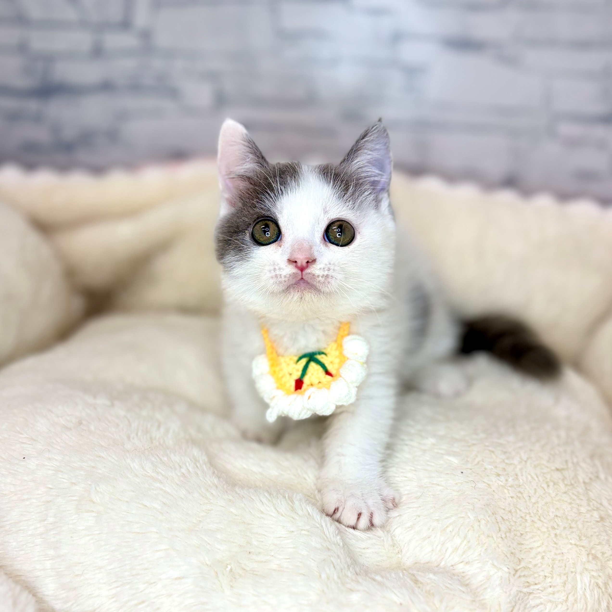 長野県のマンチカン (犬の家＆猫の里長野店/2026年2月1日生まれ/男の子/ブルーホワイト)の子猫の3枚目の画像