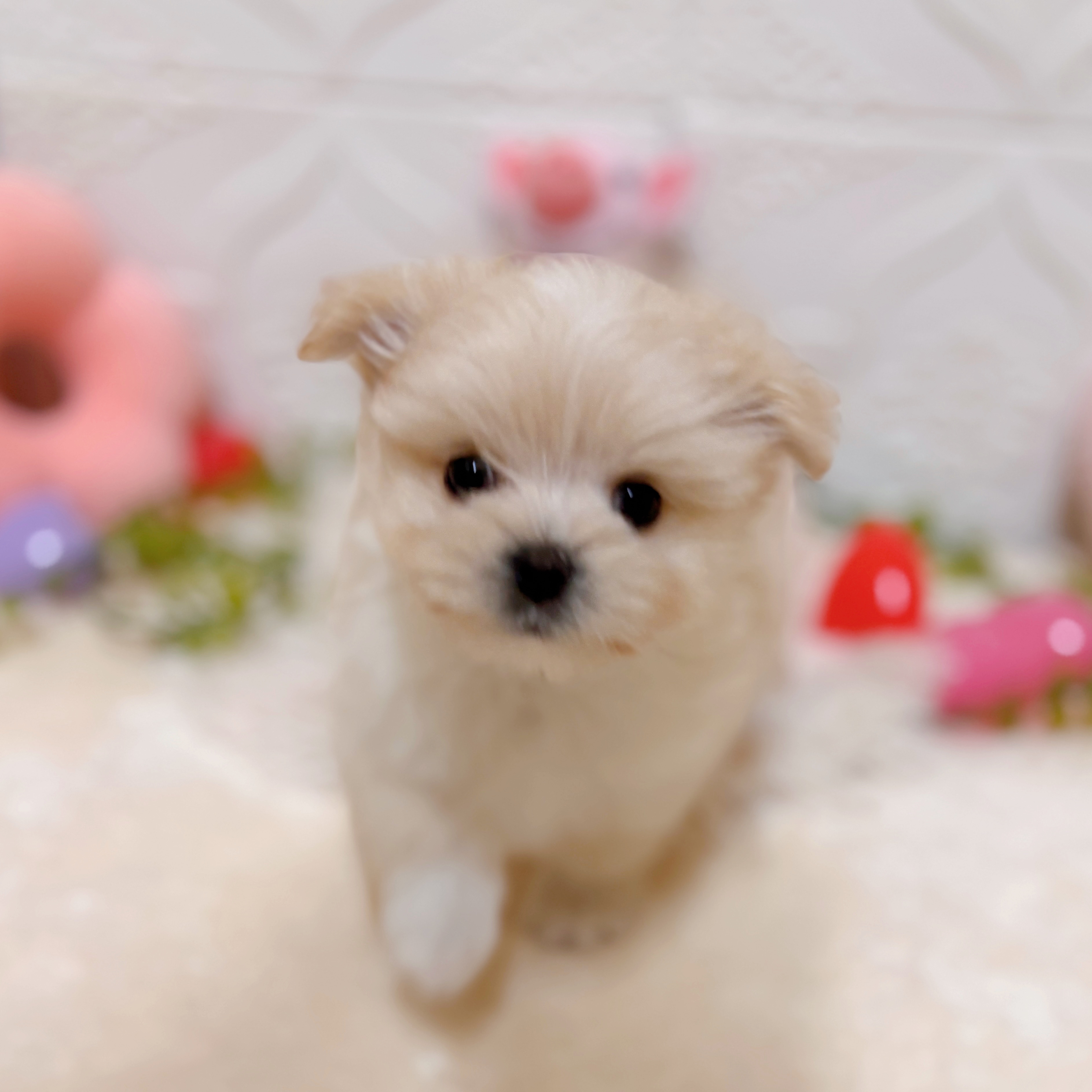 愛知県のポメマル/マルポメ(ポメラニアン×マルチーズ) (犬の家＆猫の里岡崎店/2026年2月1日生まれ/男の子/クリームホワイト)の子犬の3枚目の画像