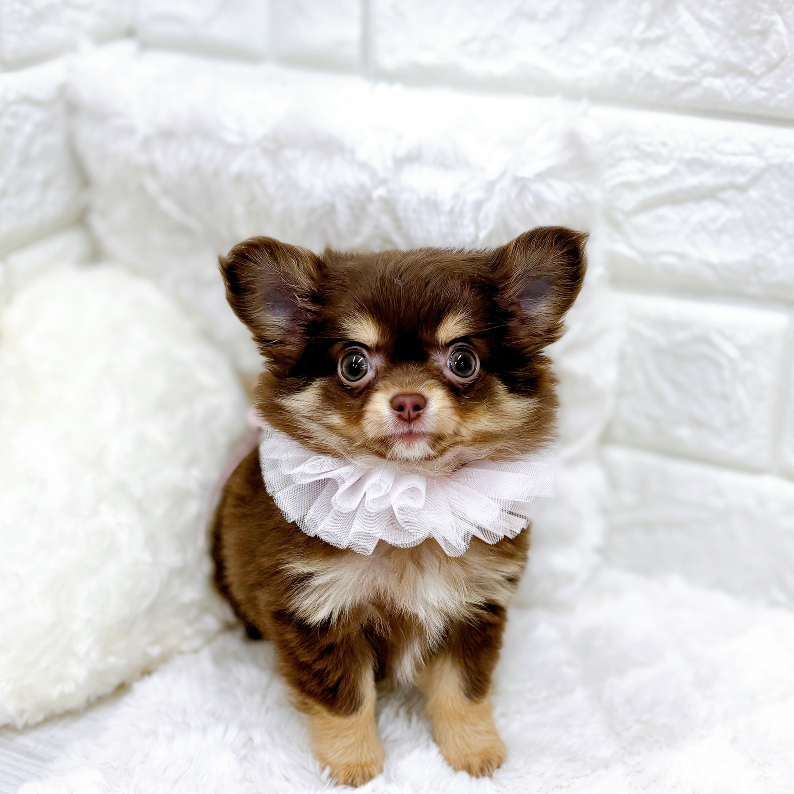 福井県のチワワ(ロング) (犬の家＆猫の里アミーゴ福井店/2026年1月25日生まれ/女の子/チョコレートタン)の子犬の3枚目の画像