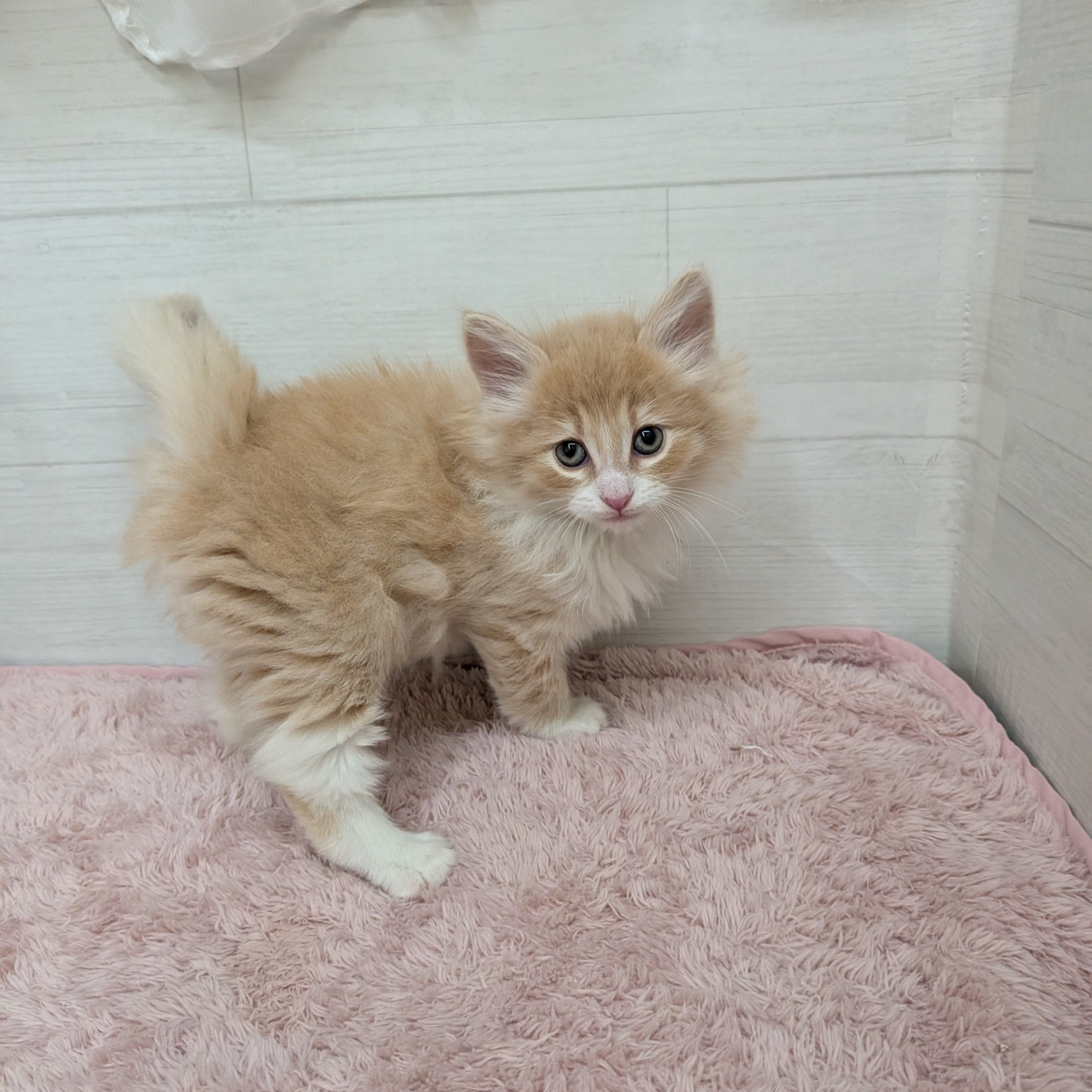 愛知県のノルウェージャンフォレストキャット (犬の家＆猫の里碧南店/2026年2月1日生まれ/男の子/クリームタビーホワイト)の子猫の3枚目の画像