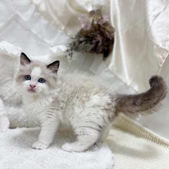 岐阜県のラグドール (犬の家＆猫の里カラフルタウン岐阜店/2026年2月1日生まれ/男の子/シールポイントバイカラー)の子猫の3枚目の画像