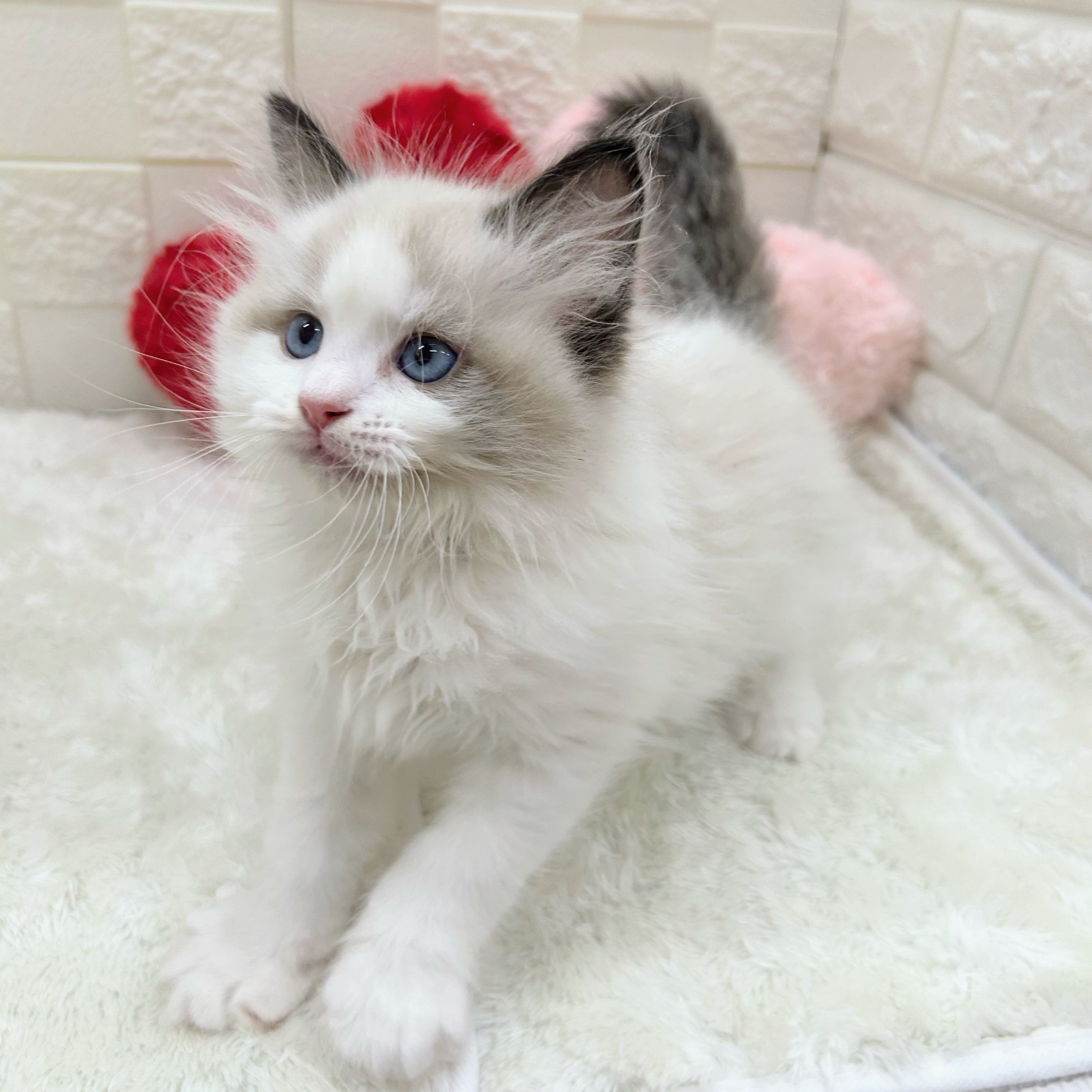 愛知県のラグドール (犬の家＆猫の里アミーゴ神の倉店/2026年2月1日生まれ/男の子/シールポイントバイカラー)の子猫の3枚目の画像