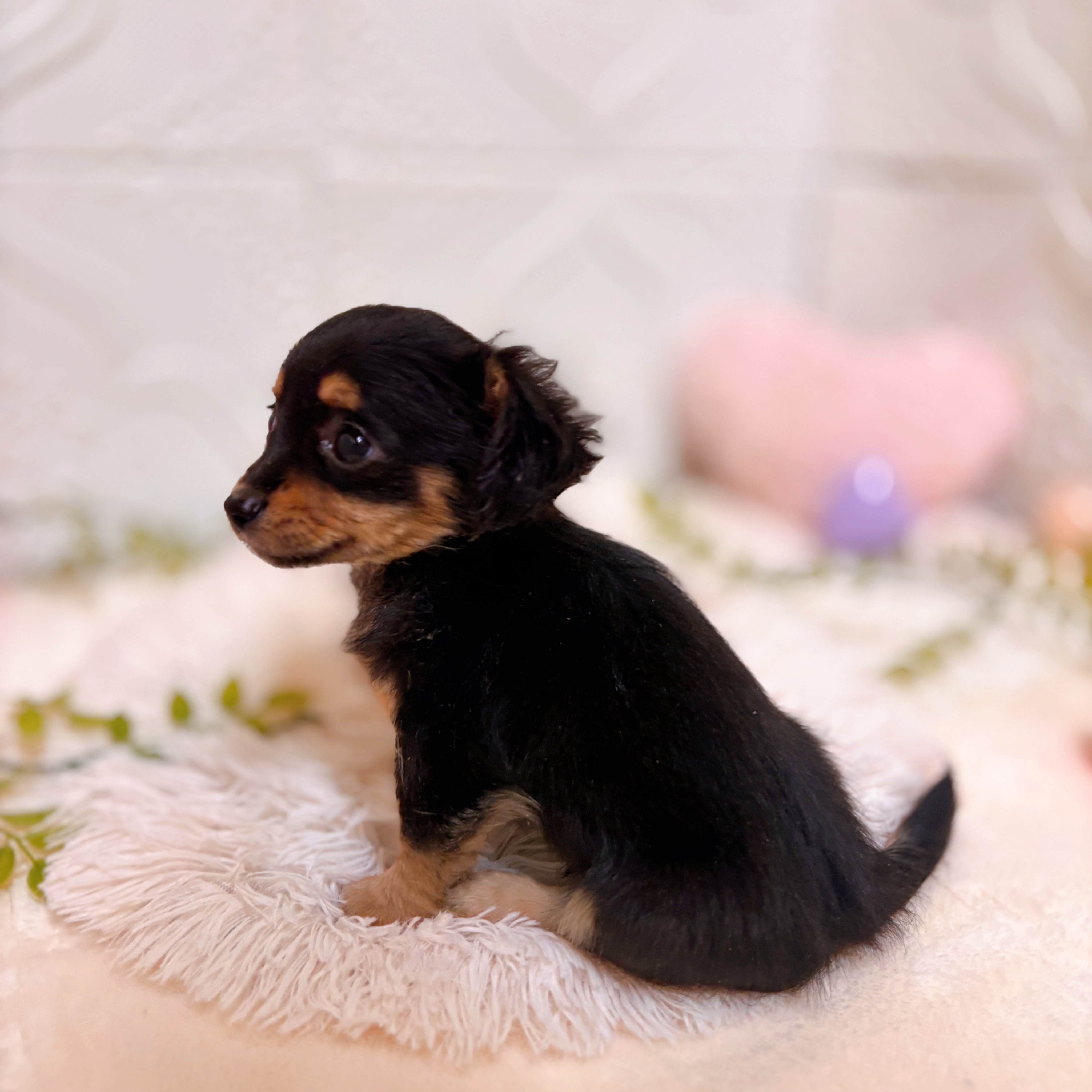 愛知県のチワックス(チワワ×ダックス) (犬の家＆猫の里岡崎店/2026年1月30日生まれ/女の子/ブラックタン)の子犬の3枚目の画像