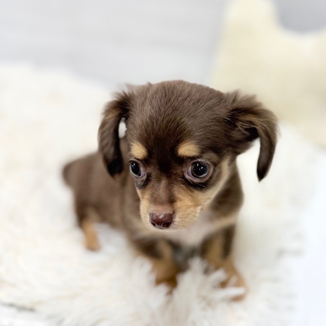 愛知県のチワックス(チワワ×ダックス) (犬の家＆猫の里豊田店/2026年1月30日生まれ/男の子/チョコレートタン)の子犬の3枚目の画像