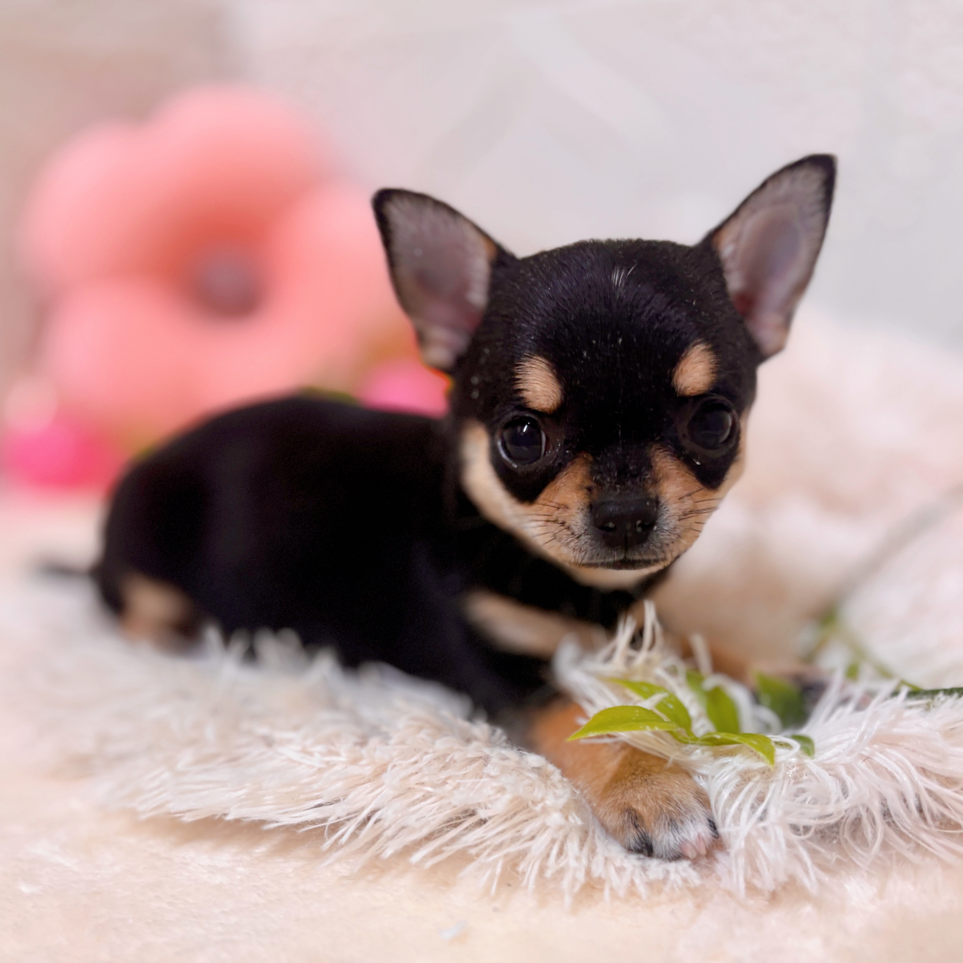 愛知県のチワワ(スムース) (犬の家＆猫の里岡崎店/2026年1月30日生まれ/女の子/ブラックタンホワイト)の子犬