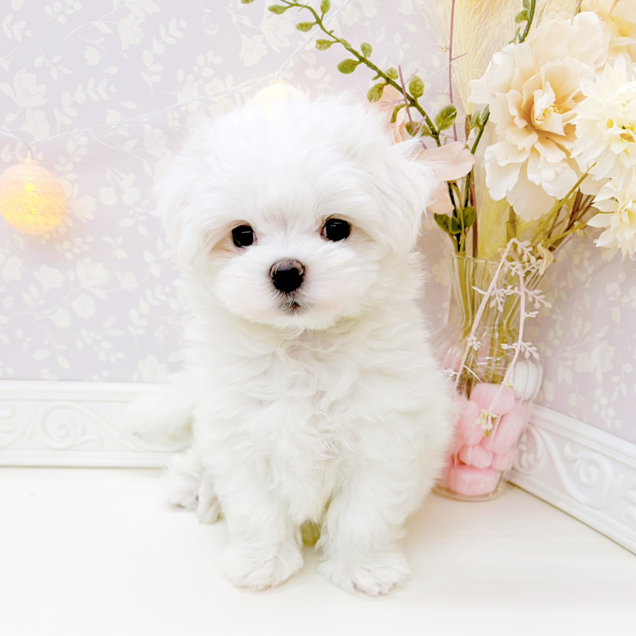 富山県のマルチーズ (犬の家＆猫の里富山店/2026年1月28日生まれ/男の子/ホワイト)の子犬の3枚目の画像