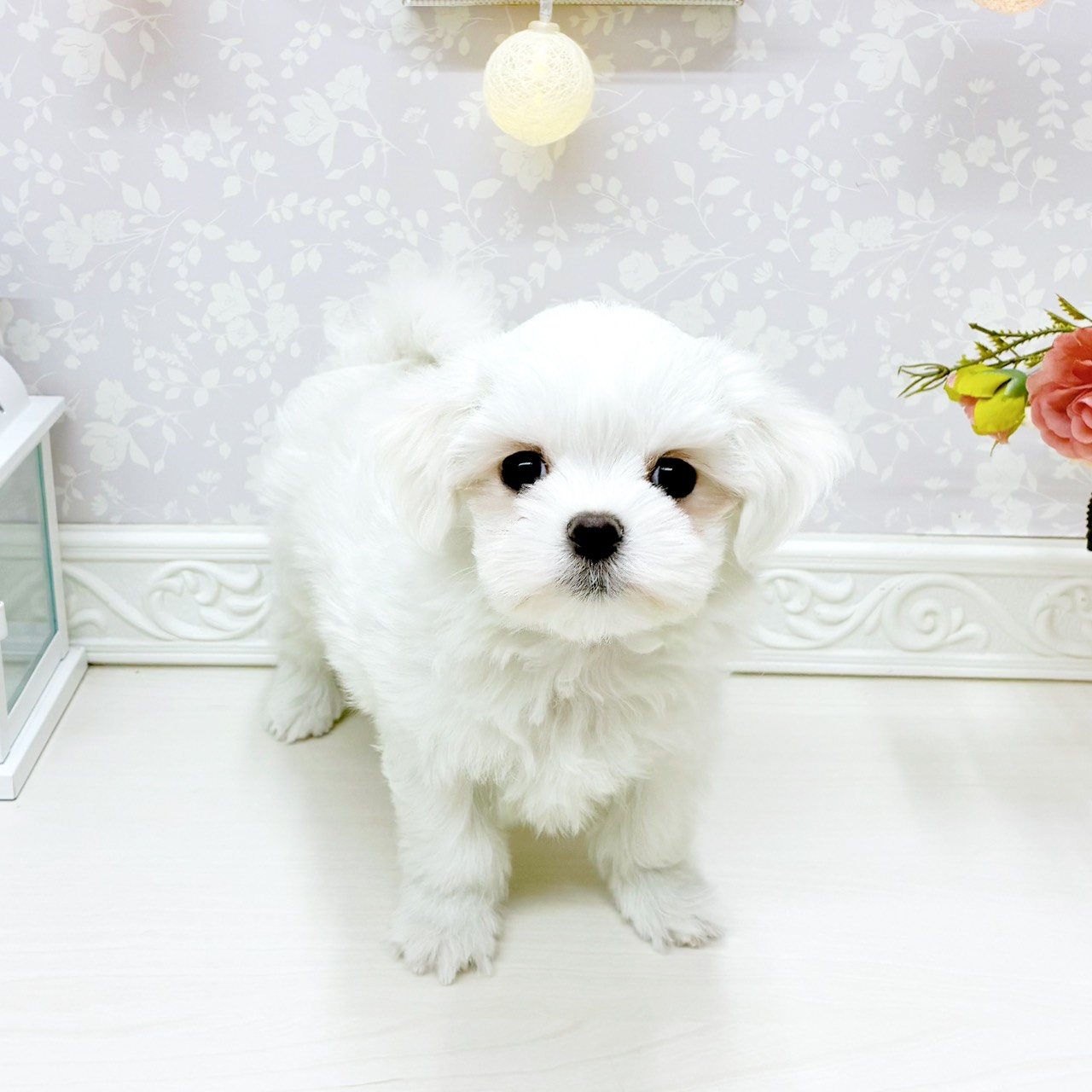 富山県のマルチーズ (犬の家＆猫の里アミーゴ山室店/2026年1月28日生まれ/男の子/ホワイト)の子犬の3枚目の画像