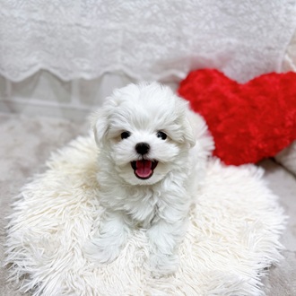 滋賀県のマルチーズ (犬の家＆猫の里長浜店/2026年1月28日生まれ/男の子/ホワイト)の子犬の3枚目の画像