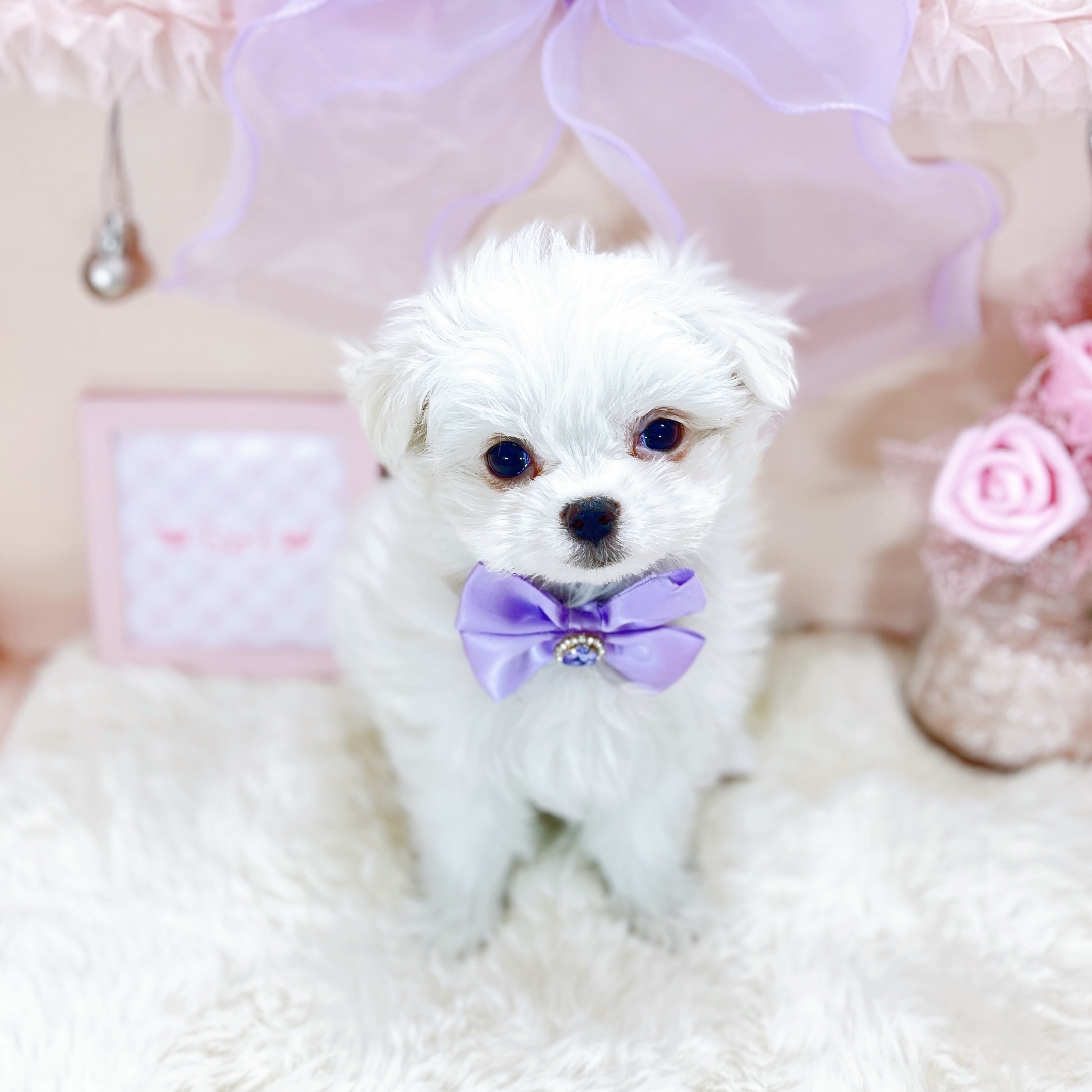 福井県のマルチーズ (犬の家＆猫の里アミーゴ福井大和田店/2026年1月28日生まれ/女の子/ホワイト)の子犬の3枚目の画像