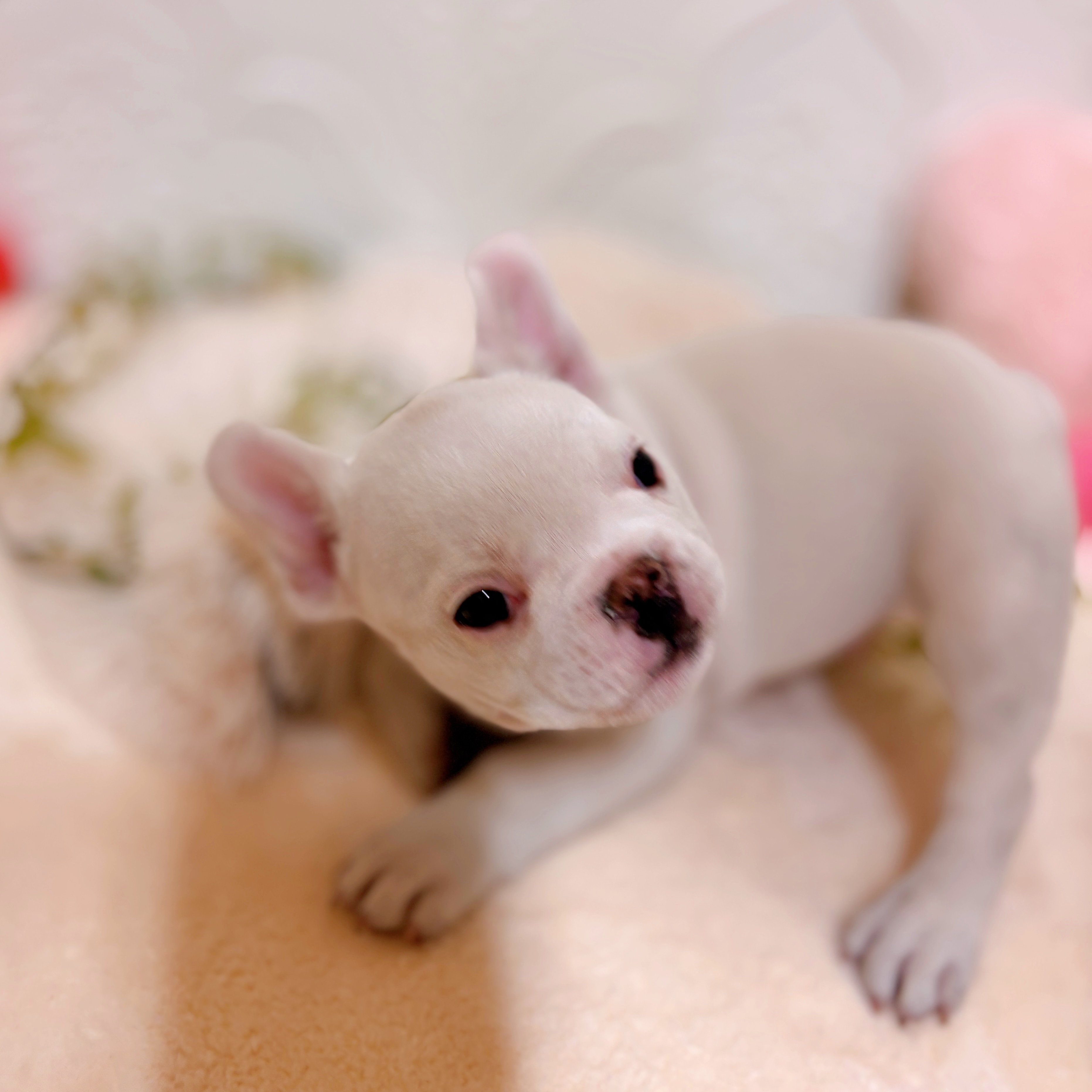 愛知県のフレンチブルドッグ (犬の家＆猫の里岡崎店/2026年1月28日生まれ/男の子/クリーム)の子犬の3枚目の画像